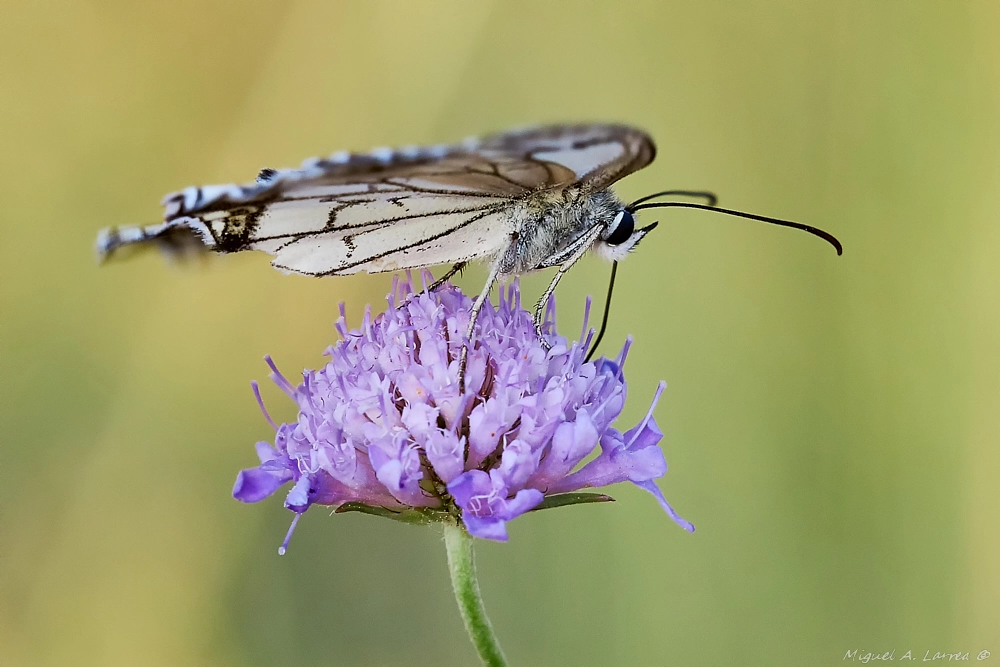 Sony ILCA-77M2 sample photo. Melanargia lachesis photography