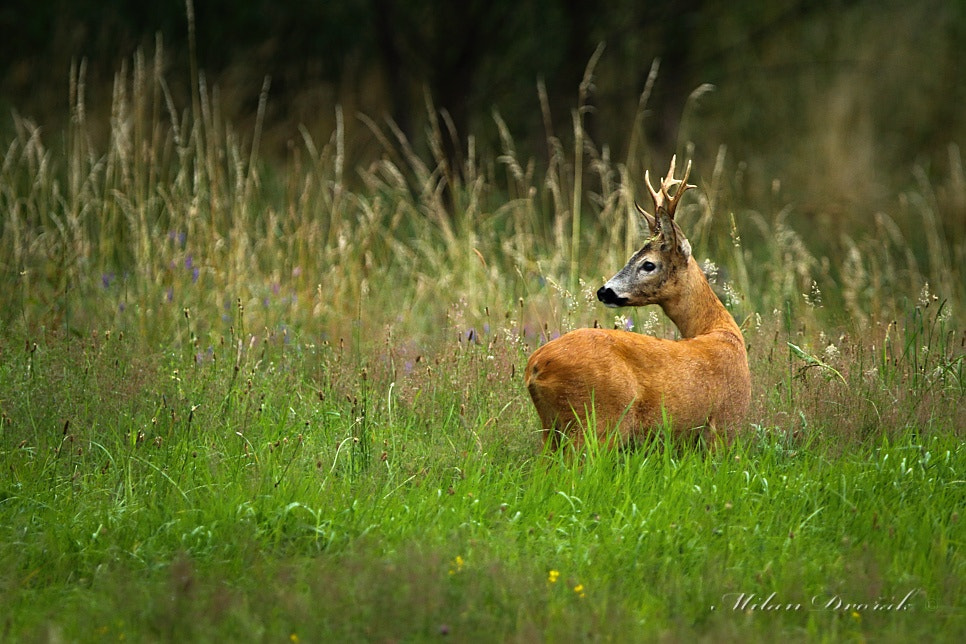 Canon EOS 7D Mark II + Canon EF 300mm F2.8L IS USM sample photo. Looking back at today's date photography