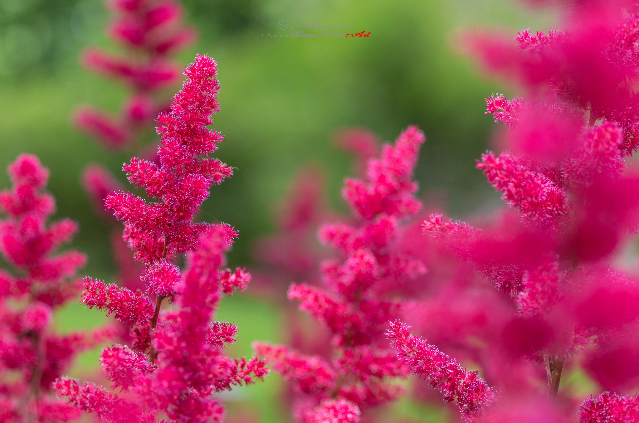 Pentax smc D-FA 50mm F2.8 Macro sample photo. Le temps des astibles photography