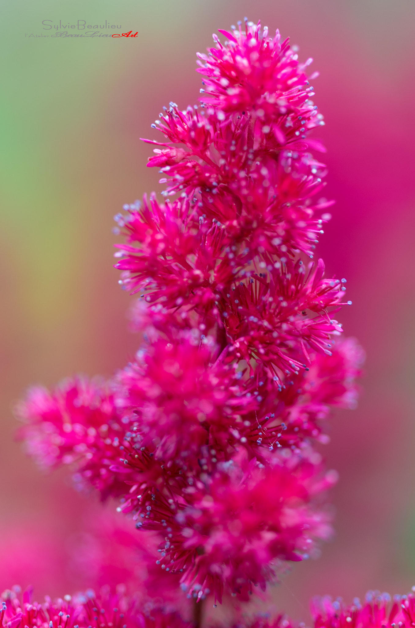 Pentax smc D-FA 50mm F2.8 Macro sample photo. L'astible rose photography