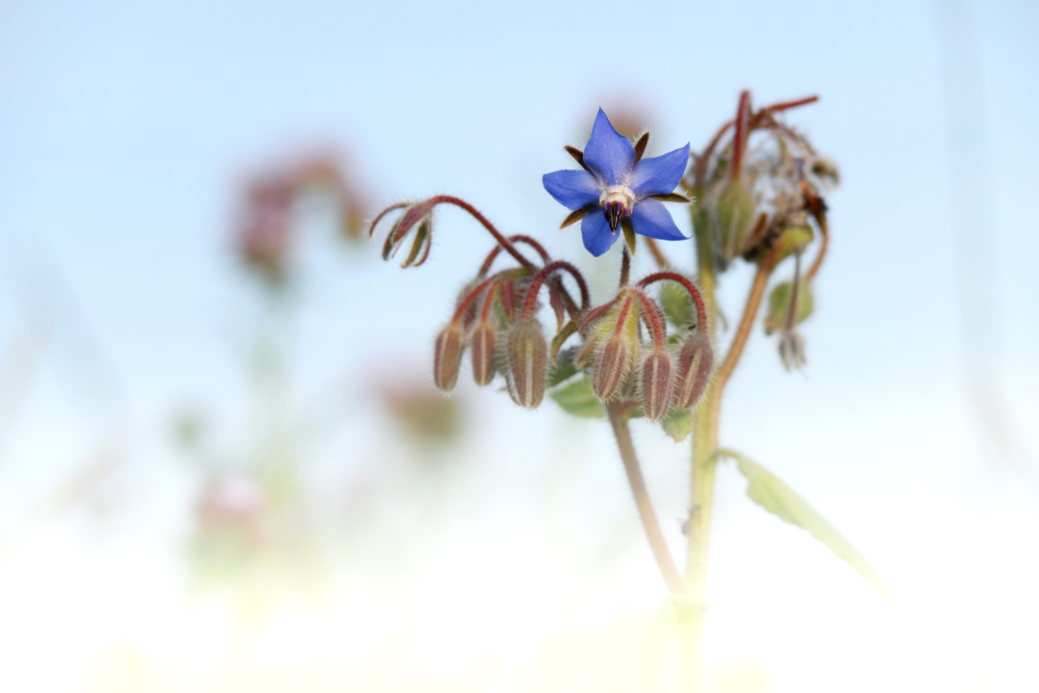 Samsung NX500 + NX 50-200mm F4-5.6 sample photo. Flower photography
