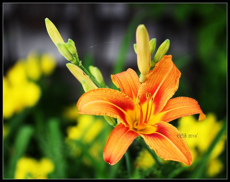 Canon EF-S 60mm F2.8 Macro USM sample photo. ~one~ photography