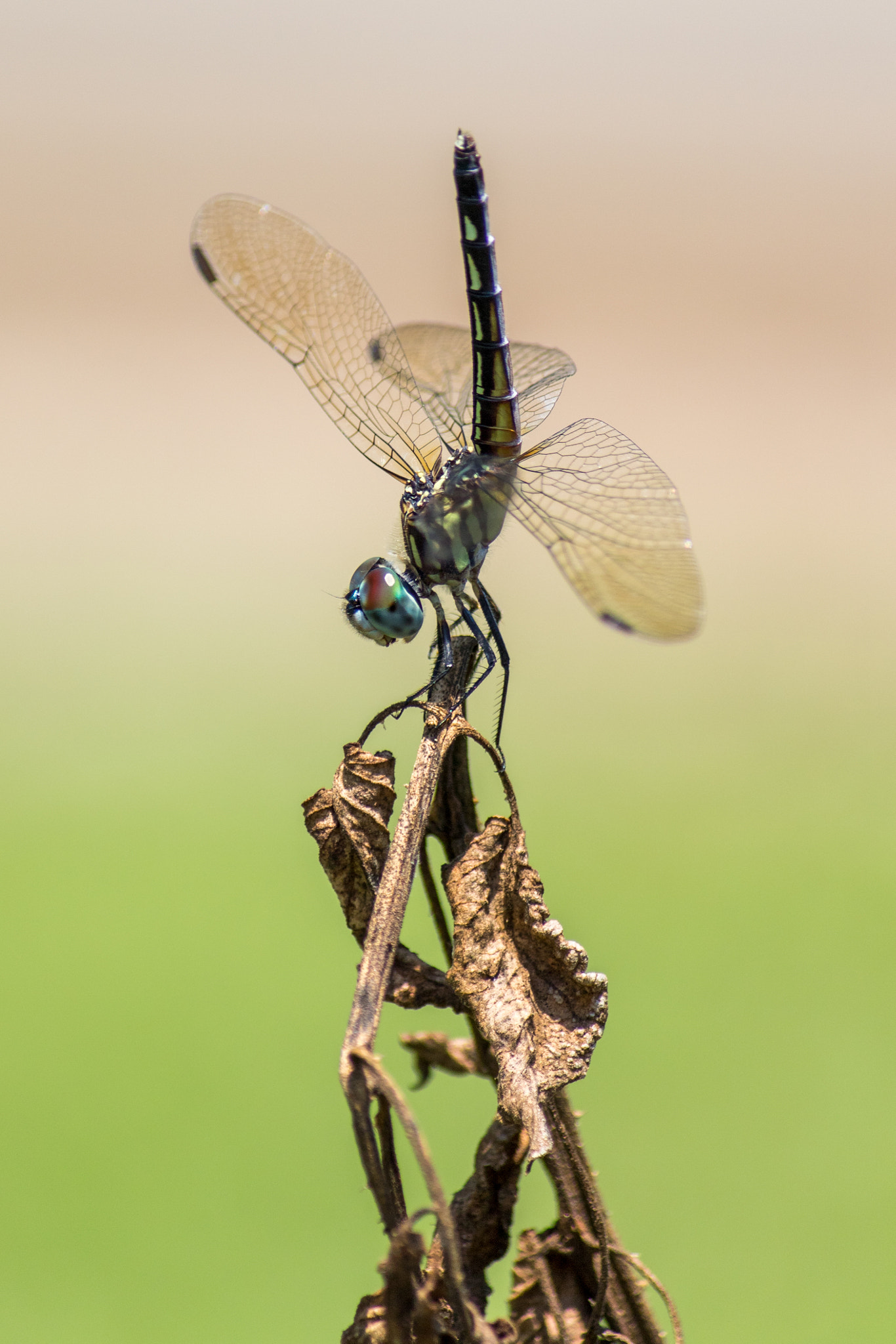 Canon EF-S 55-250mm F4-5.6 IS sample photo. To hot for dragons photography