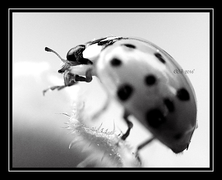 Canon EF-S 60mm F2.8 Macro USM sample photo. ~lady bird~ photography