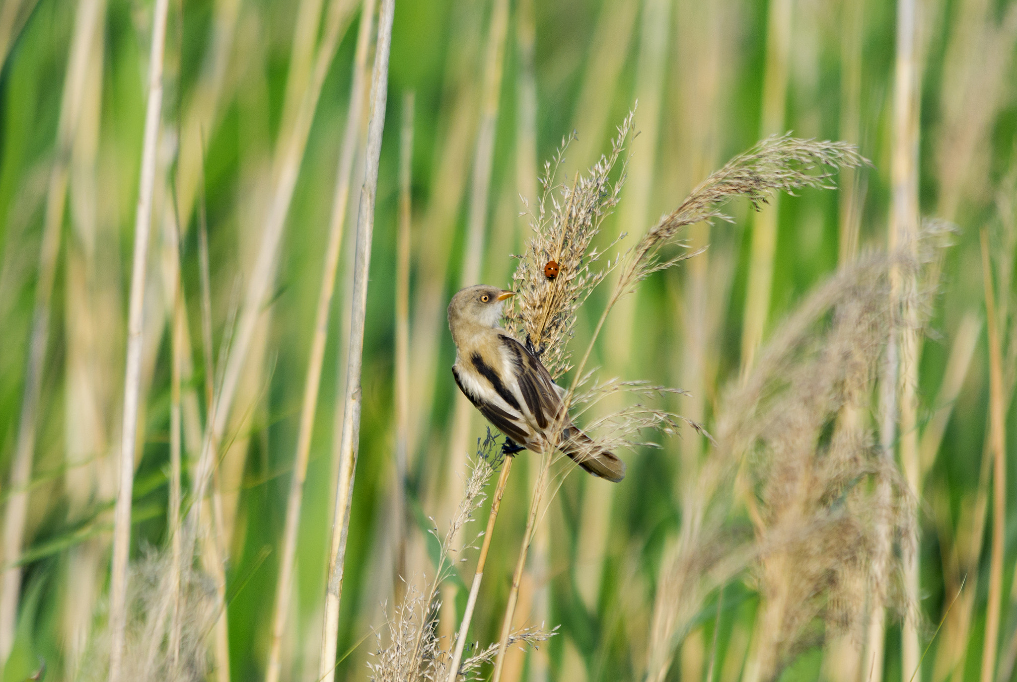 Sigma 150-500mm F5-6.3 DG OS HSM sample photo. "what's this?" photography