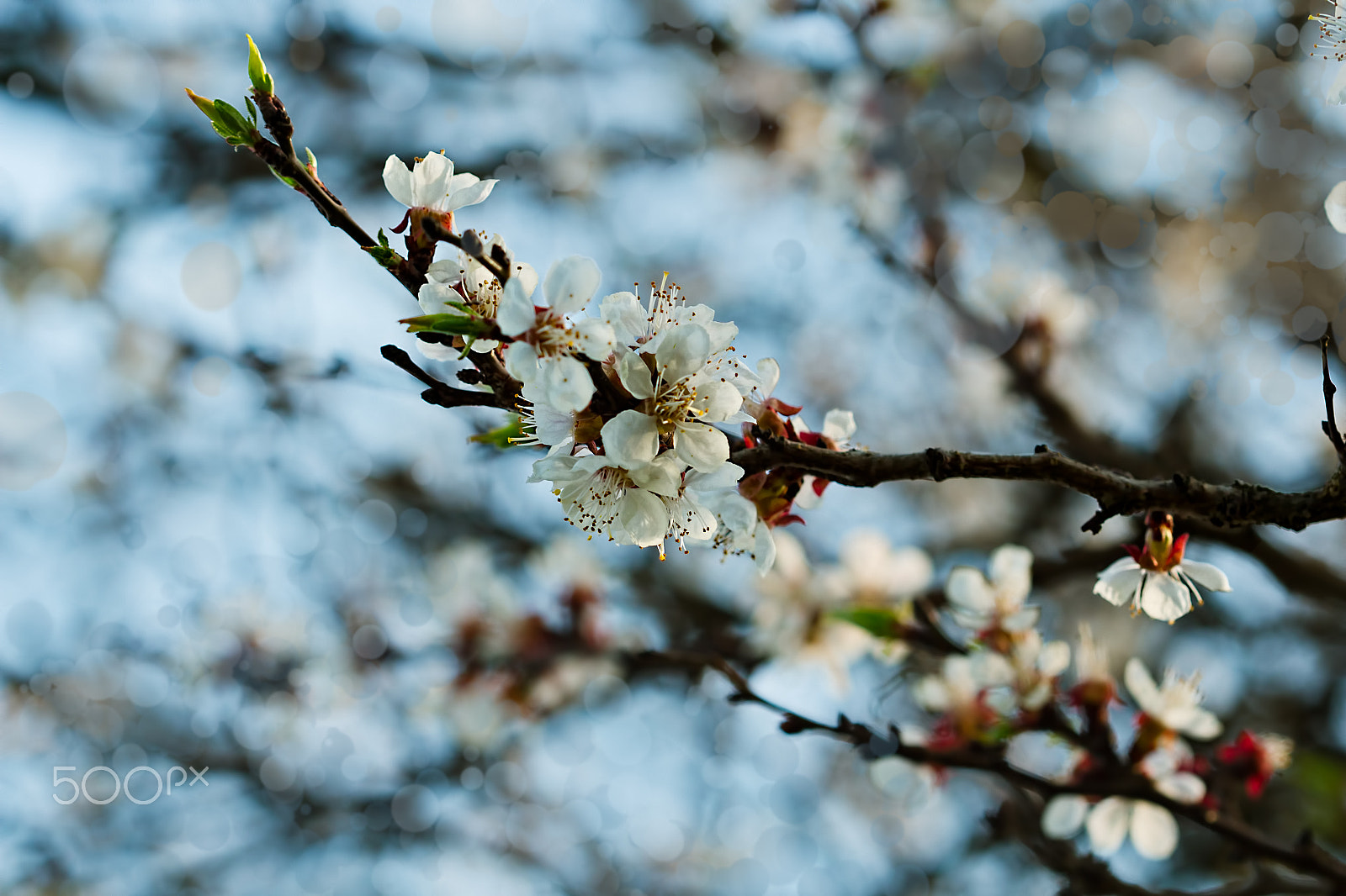 Canon EF 100mm F2.8 Macro USM sample photo. Apricot branch with flowers and young leaves photography