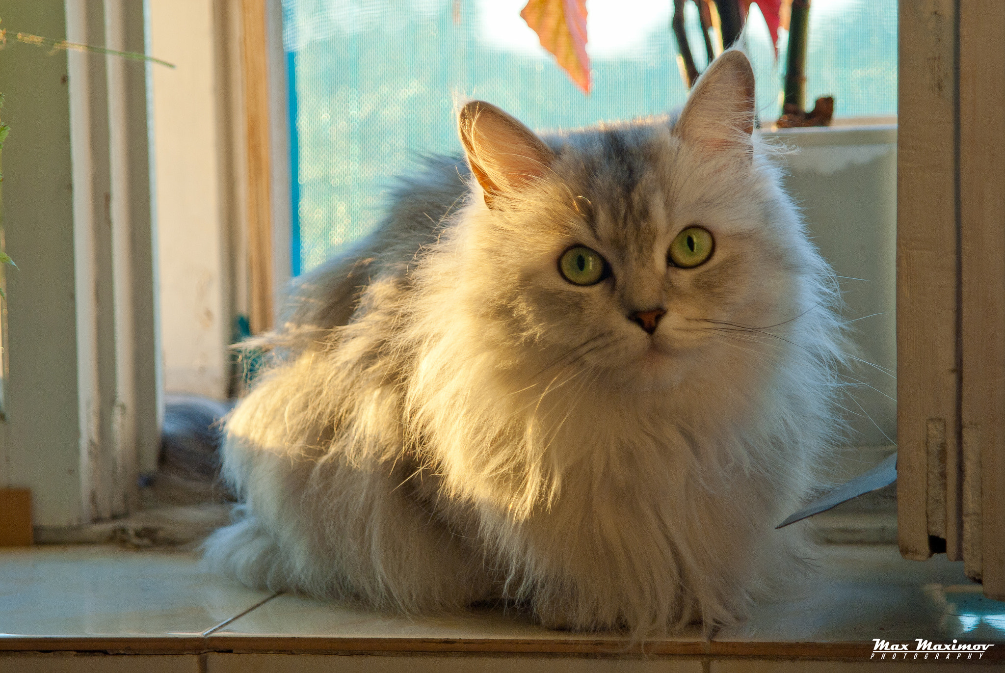 AF Zoom-Nikkor 24-120mm f/3.5-5.6D IF sample photo. Feline princess (platinum shinshilla) photography