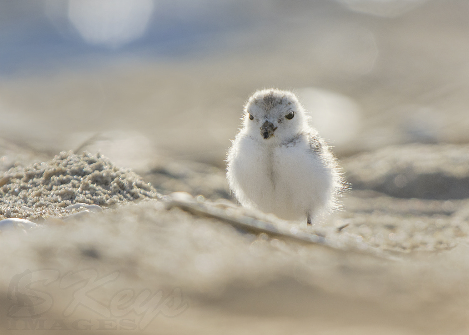 Nikon D7200 + Sigma 500mm F4.5 EX DG HSM sample photo. New sheriff (piping plover chick) photography