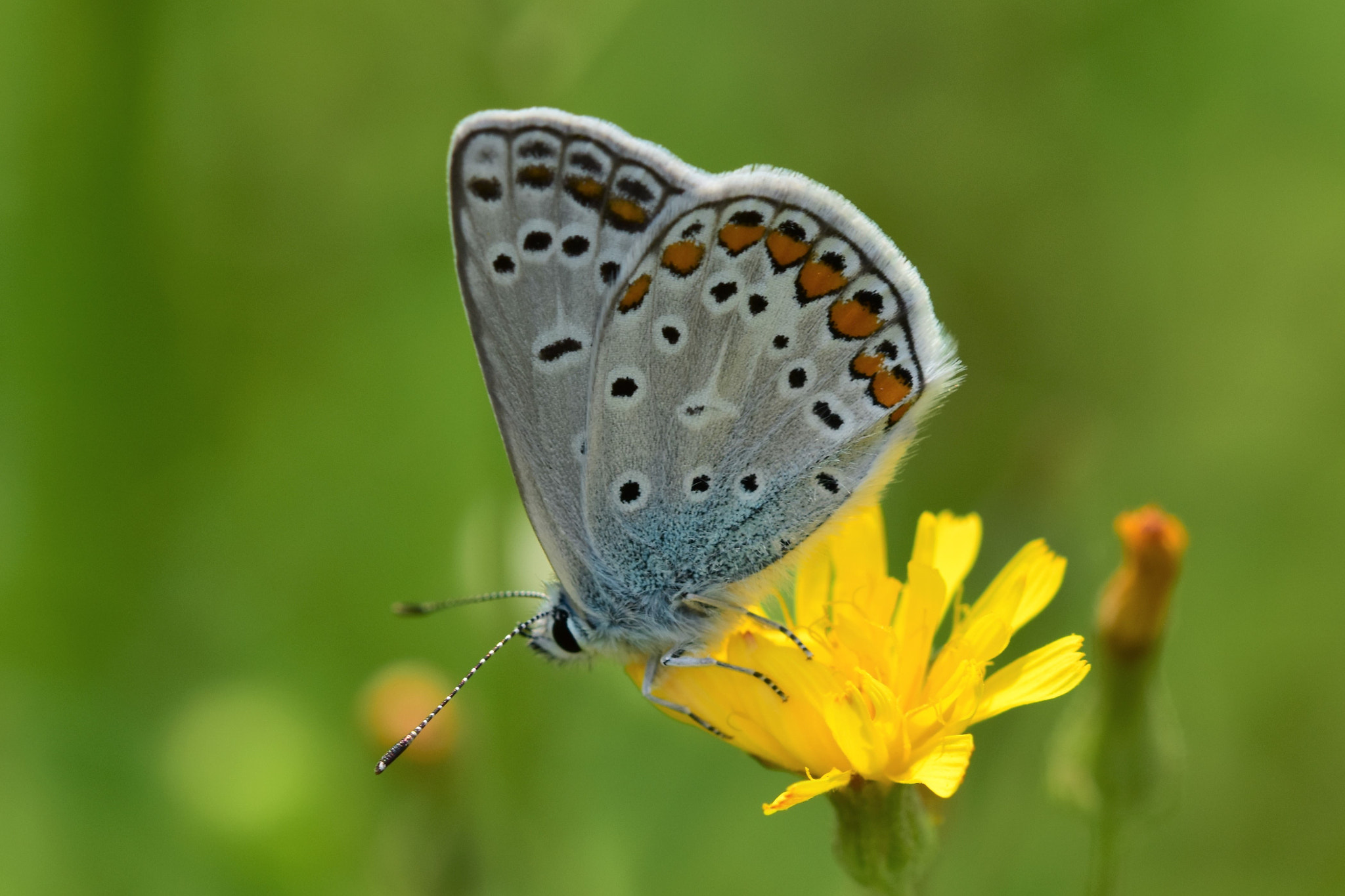 Sigma 105mm F2.8 EX DG OS HSM sample photo. Madame butterfly photography