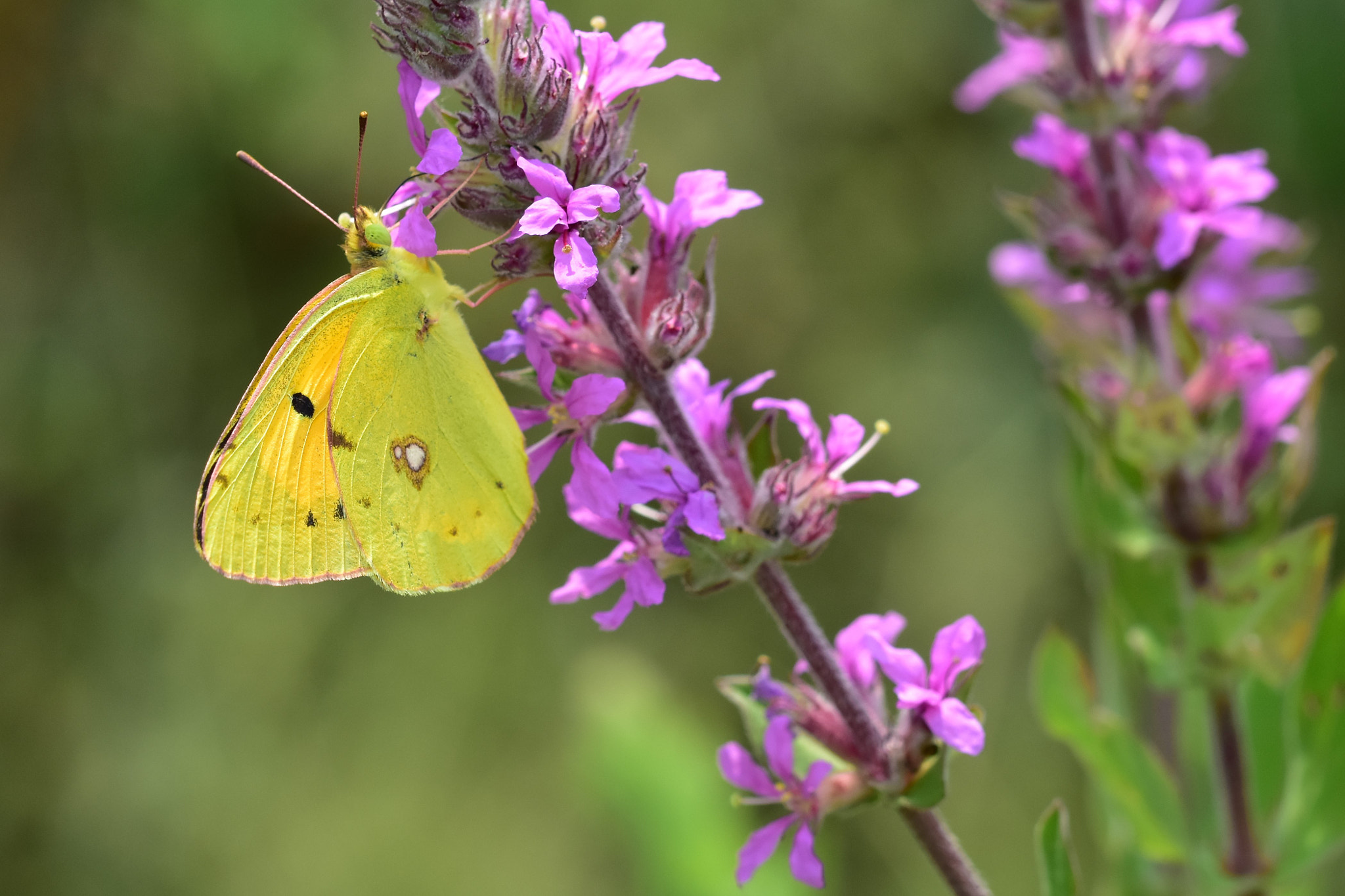 Sigma 105mm F2.8 EX DG OS HSM sample photo. Yellow butterfly and pink flower photography