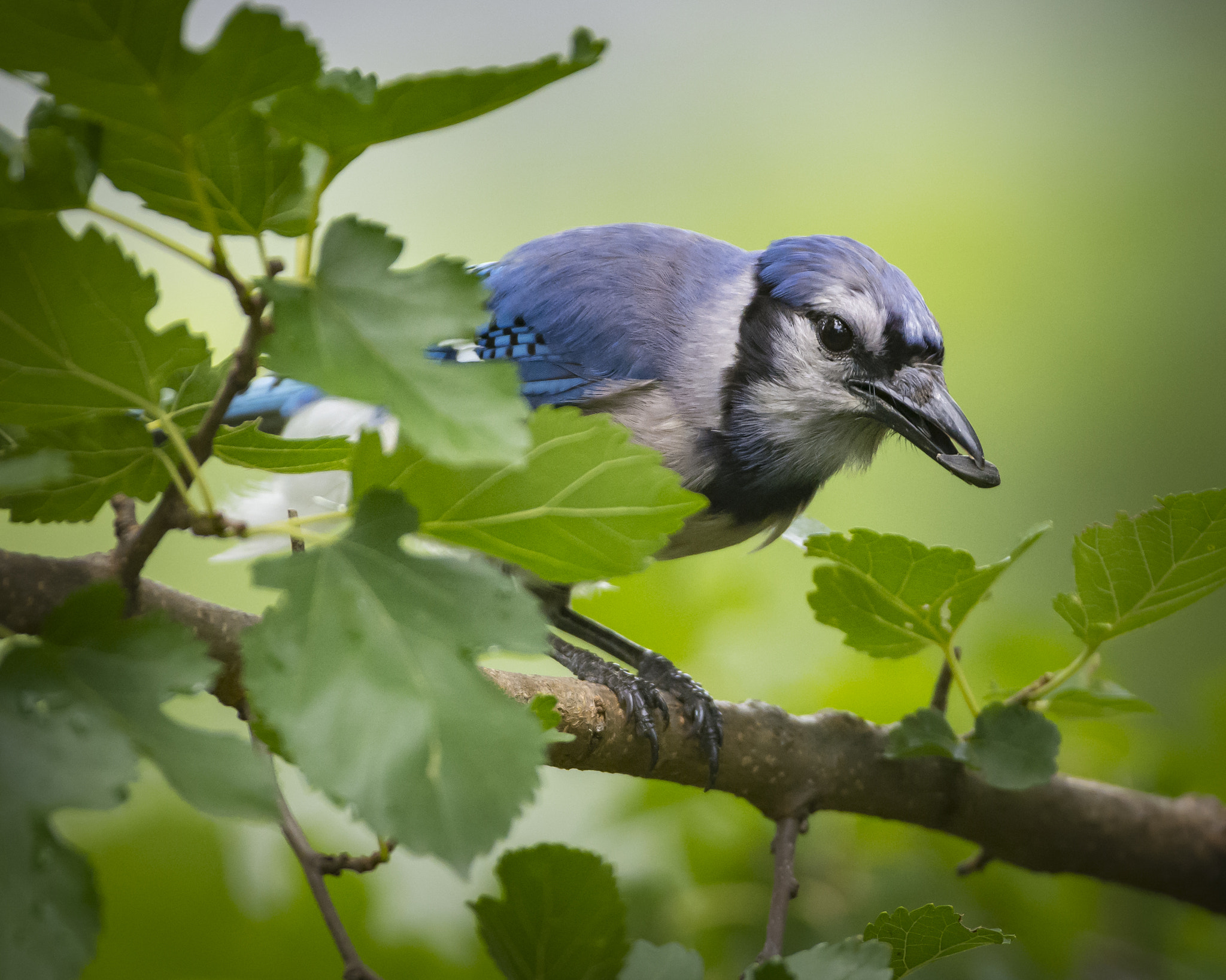 Nikon D7100 + Sigma 500mm F4.5 EX DG HSM sample photo. Blue jay photography