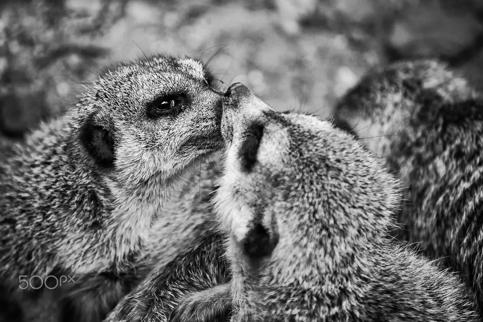 Nikon D3 sample photo. Kiss photography