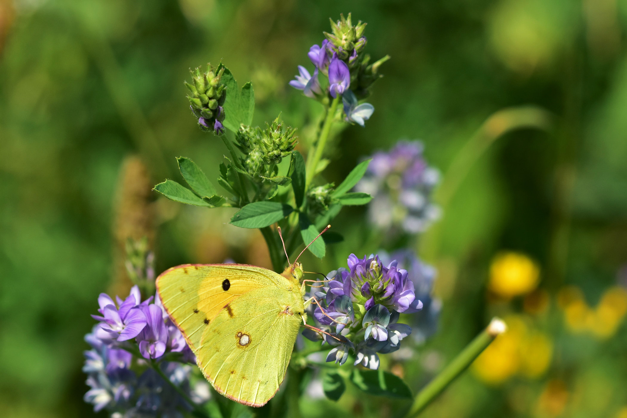 Sigma 105mm F2.8 EX DG OS HSM sample photo. Yellow butterfly and purple flower photography