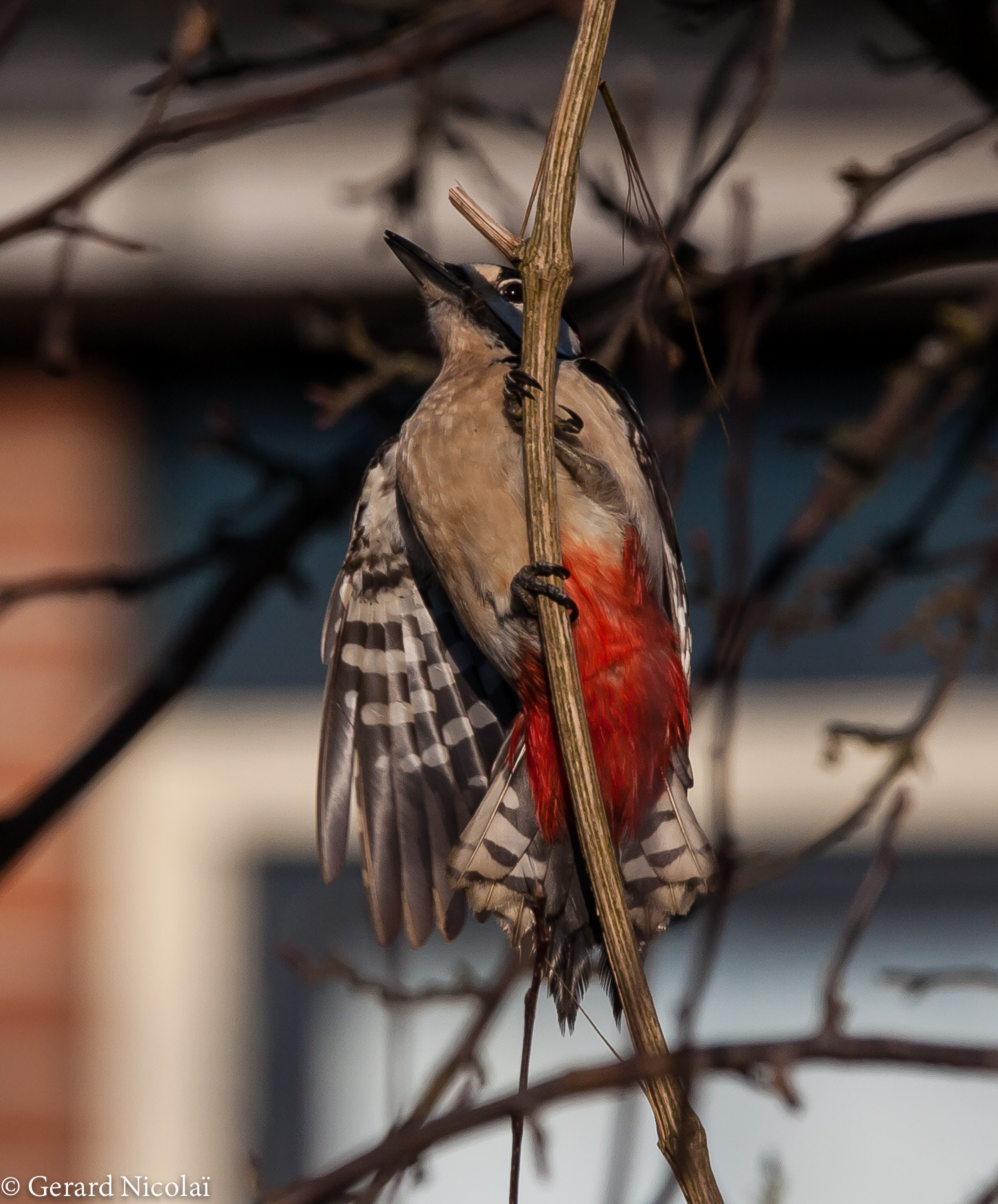 Canon EF 300mm F2.8L IS USM sample photo. Woodpecker photography
