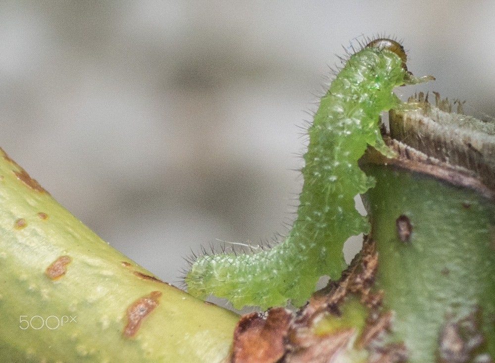 Olympus OM-D E-M10 + Panasonic Lumix G Vario 45-200mm F4-5.6 OIS sample photo. Green caterpillar photography