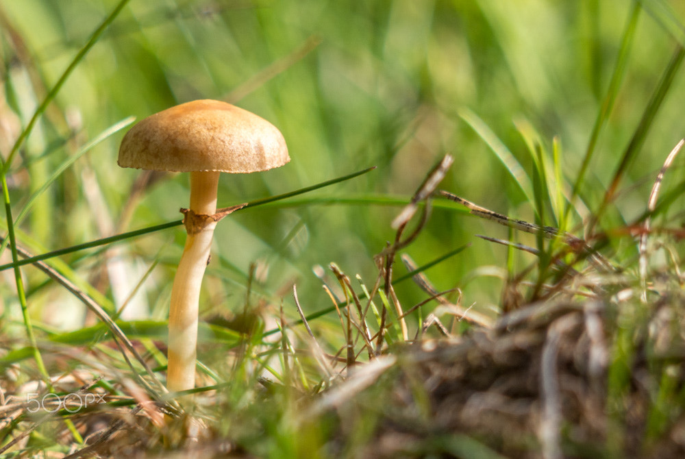 Olympus OM-D E-M10 + Panasonic Lumix G Vario 45-200mm F4-5.6 OIS sample photo. Toadstool photography