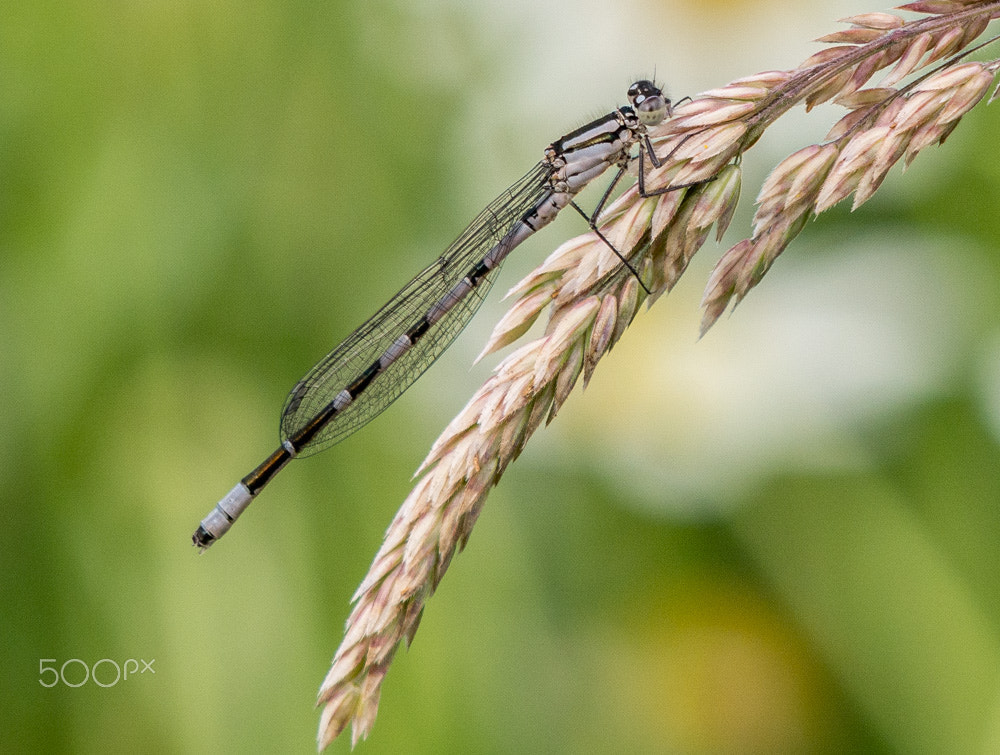 Olympus OM-D E-M10 + Panasonic Lumix G Vario 45-200mm F4-5.6 OIS sample photo. Damselfly photography