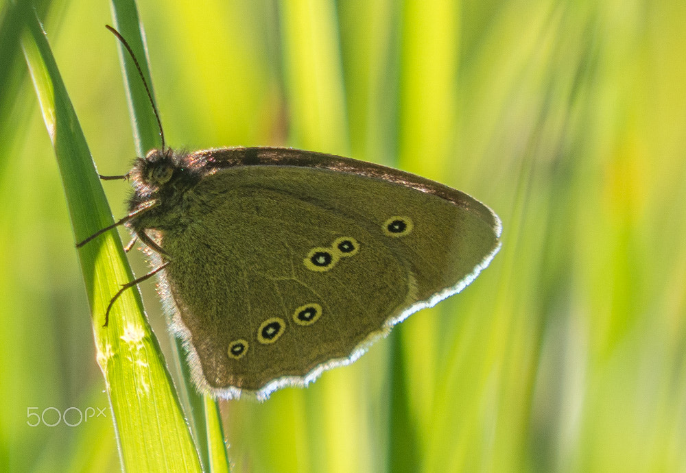 Olympus OM-D E-M10 + Panasonic Lumix G Vario 45-200mm F4-5.6 OIS sample photo. Ringlet butterfly photography