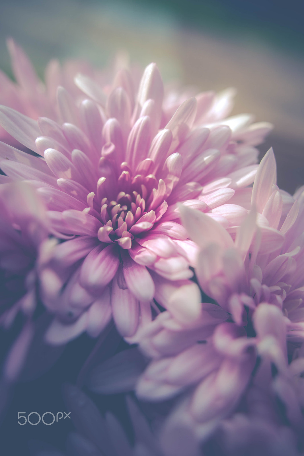 Nikon D610 + Sigma 28mm F1.8 EX DG Aspherical Macro sample photo. Chrysanthemum photography