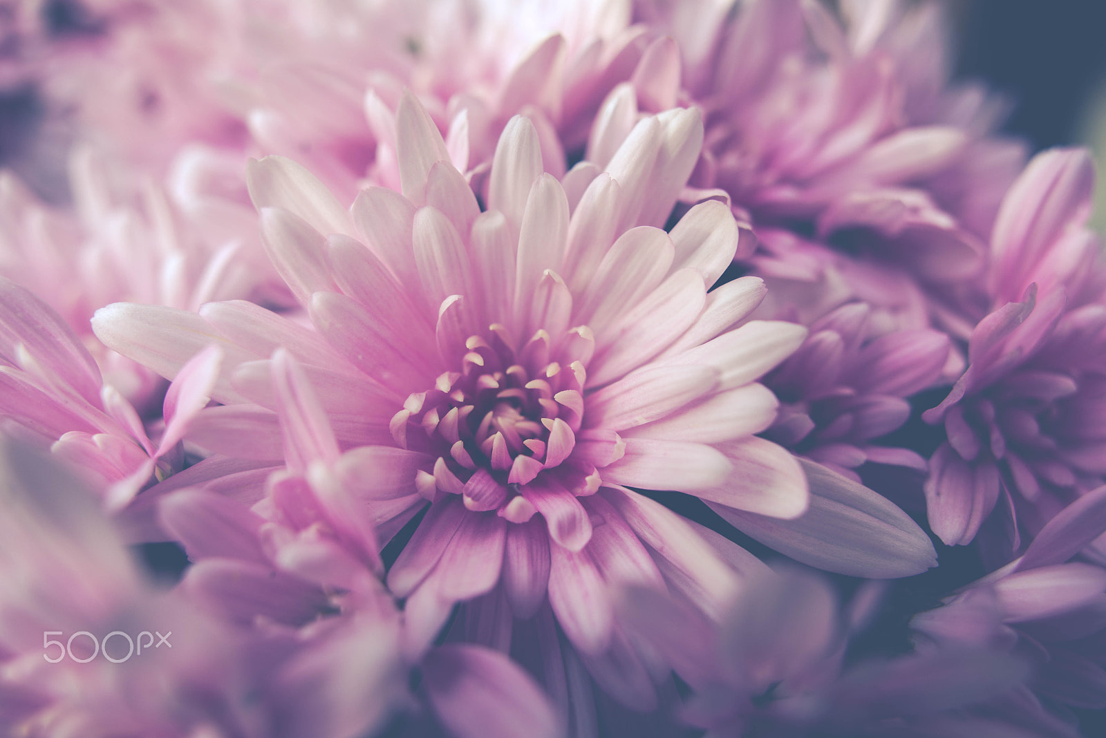 Nikon D610 + Sigma 28mm F1.8 EX DG Aspherical Macro sample photo. Chrysanthemum photography