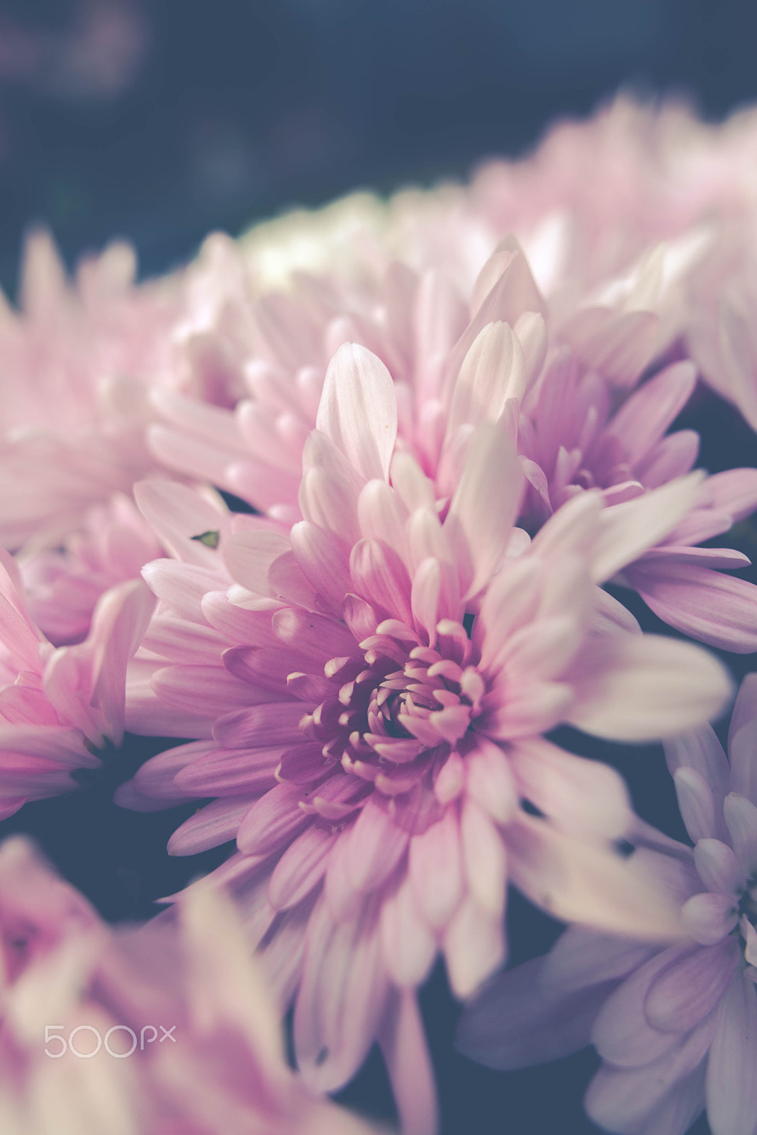 Nikon D610 + Sigma 28mm F1.8 EX DG Aspherical Macro sample photo. Chrysanthemum photography