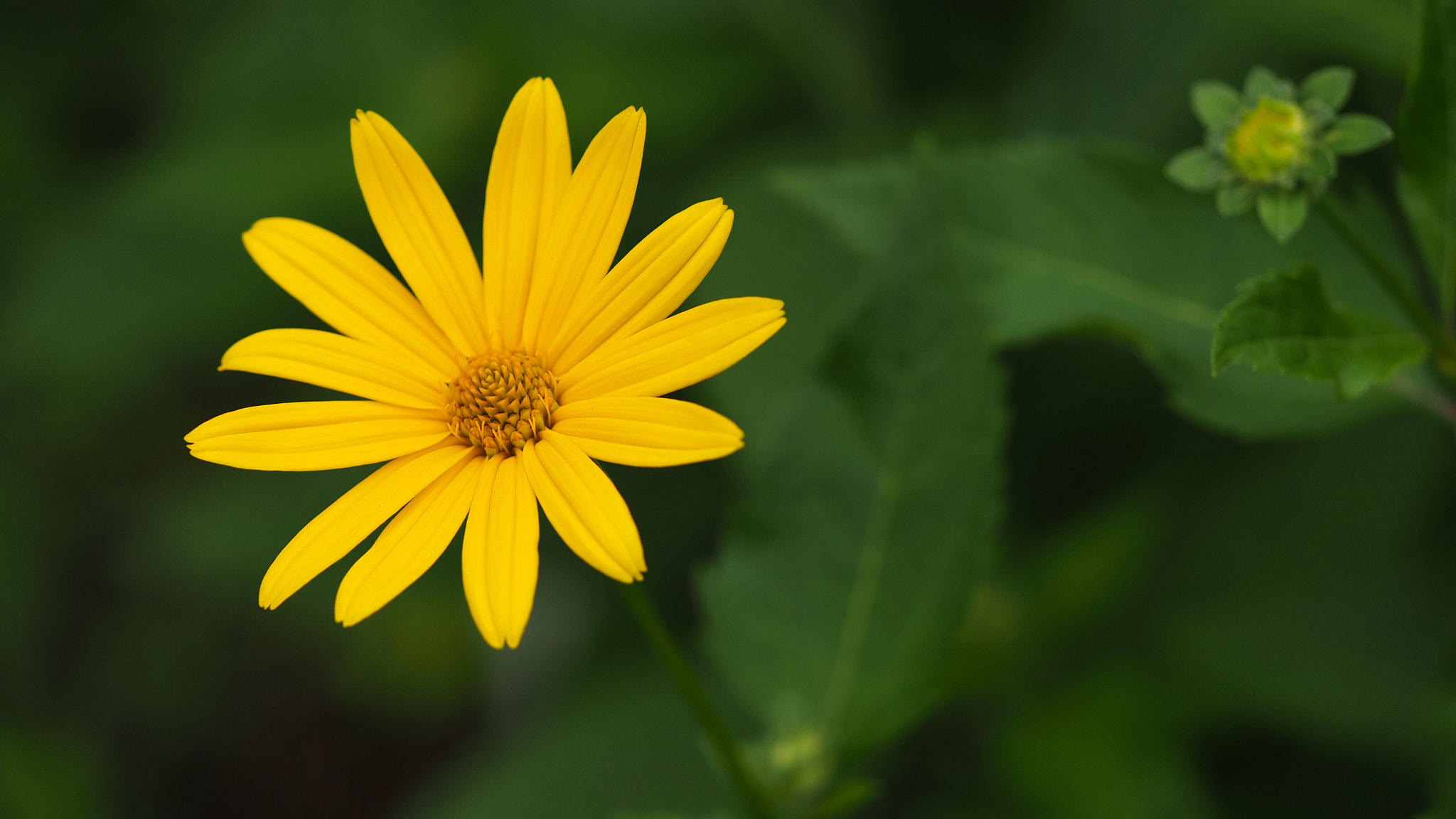Olympus PEN E-PL7 sample photo. Heliopsis helianthoides photography