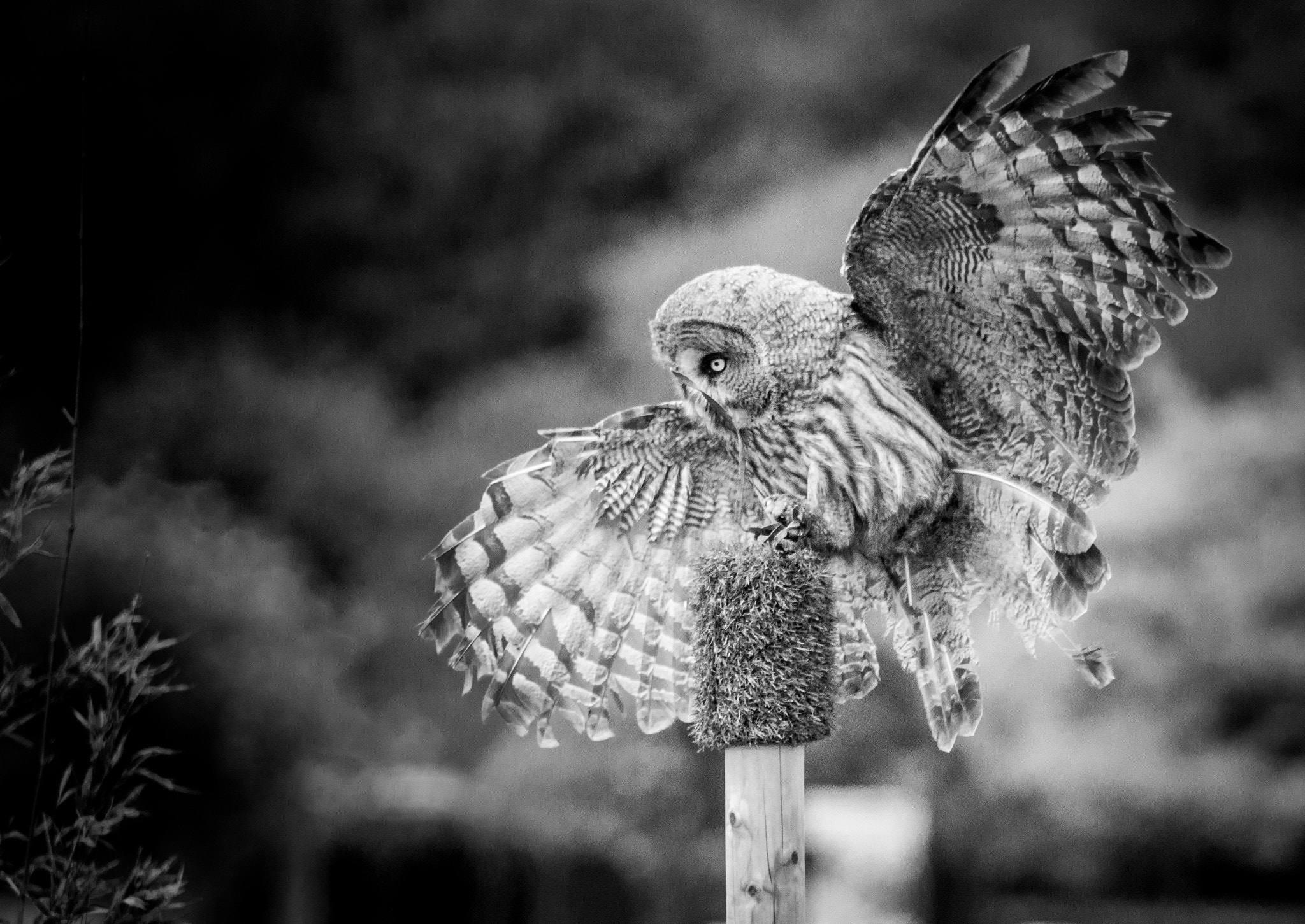 Sony SLT-A65 (SLT-A65V) + Tamron SP 24-70mm F2.8 Di VC USD sample photo. Owl in flight photography