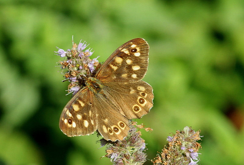 Sony Alpha DSLR-A350 + Sony 100mm F2.8 Macro sample photo. Pararge aegeria (karanlık orman esmeri) photography