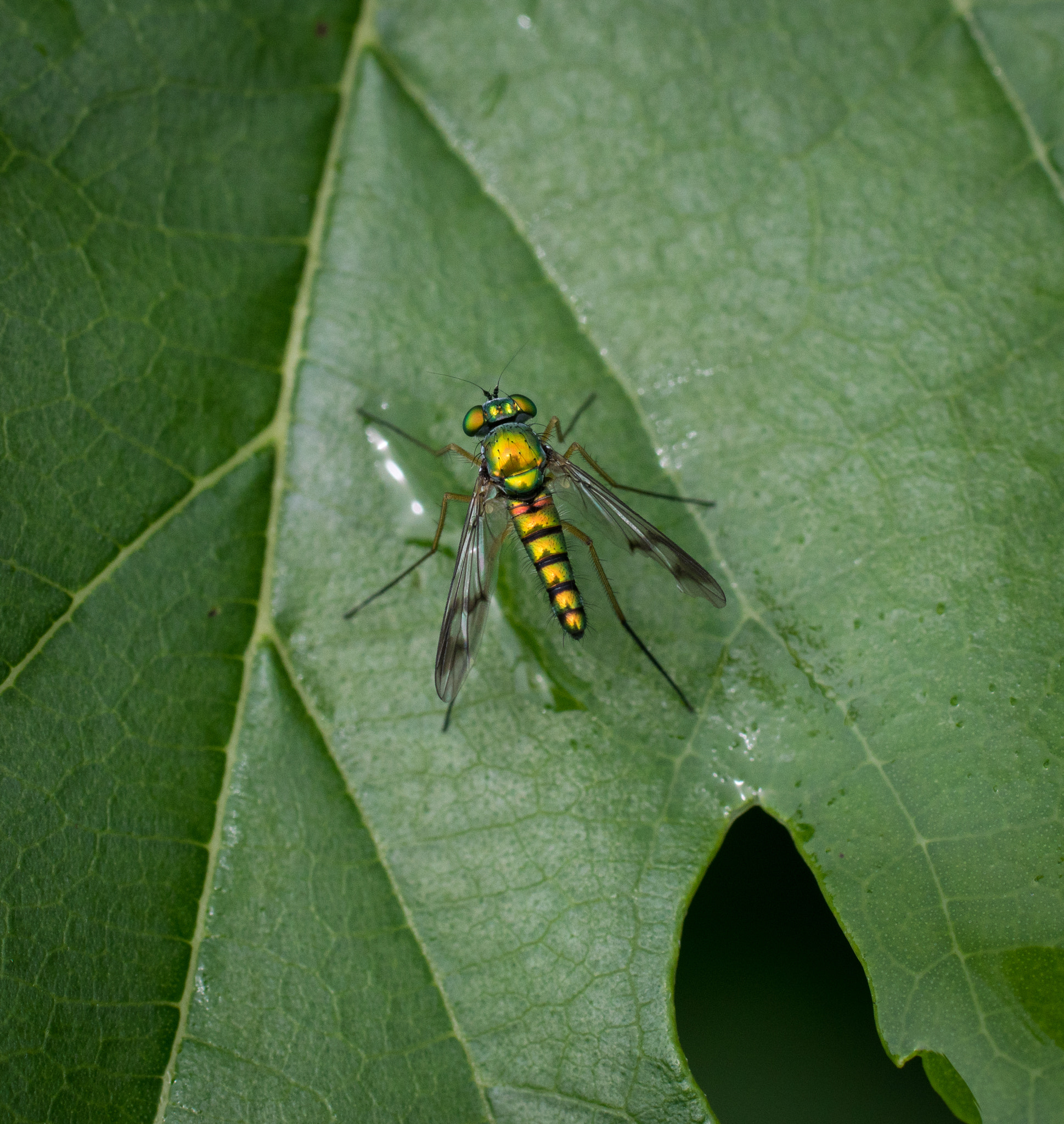 Sony ILCA-77M2 + Sony 100mm F2.8 Macro sample photo