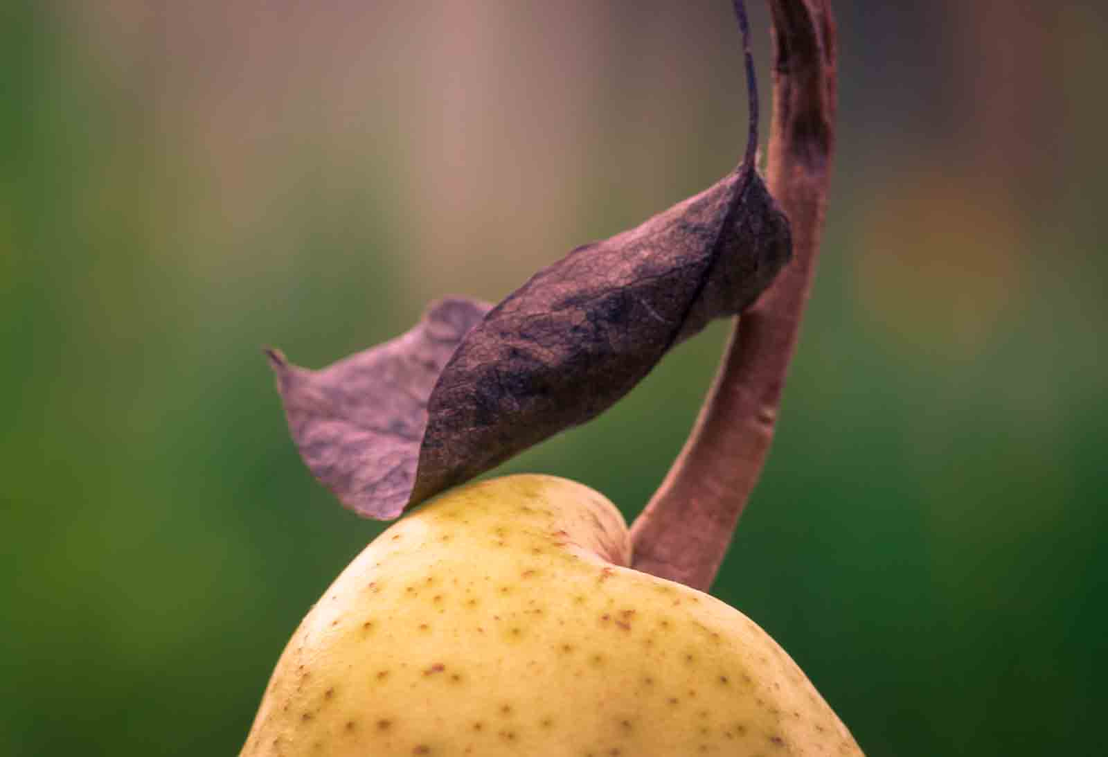 Sony Alpha DSLR-A500 + Tamron SP AF 90mm F2.8 Di Macro sample photo. A lone pear photography