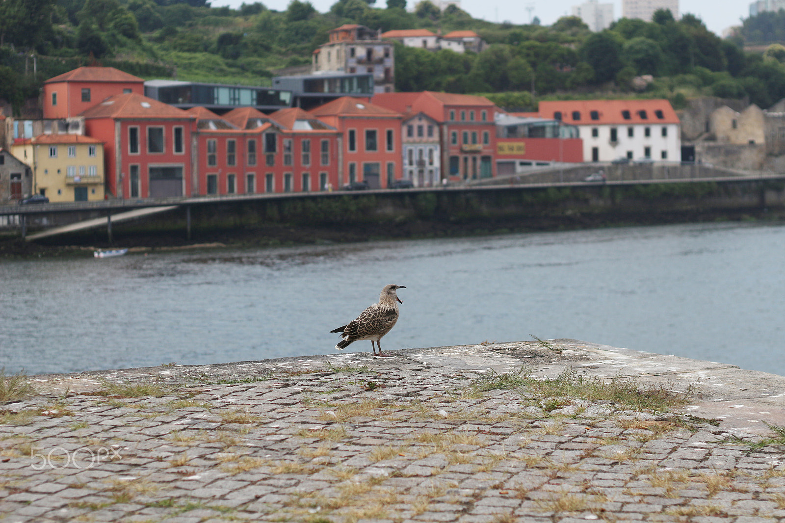 Canon EOS 100D (EOS Rebel SL1 / EOS Kiss X7) + Canon EF 50mm F1.8 II sample photo. Seagull | oporto photography