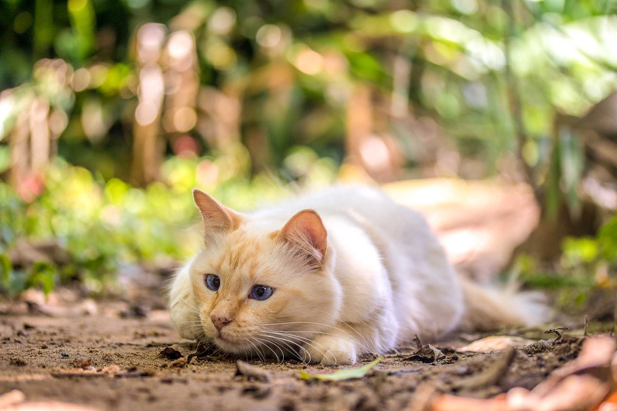 Canon EF-S 60mm F2.8 Macro USM sample photo. Fofucha photography