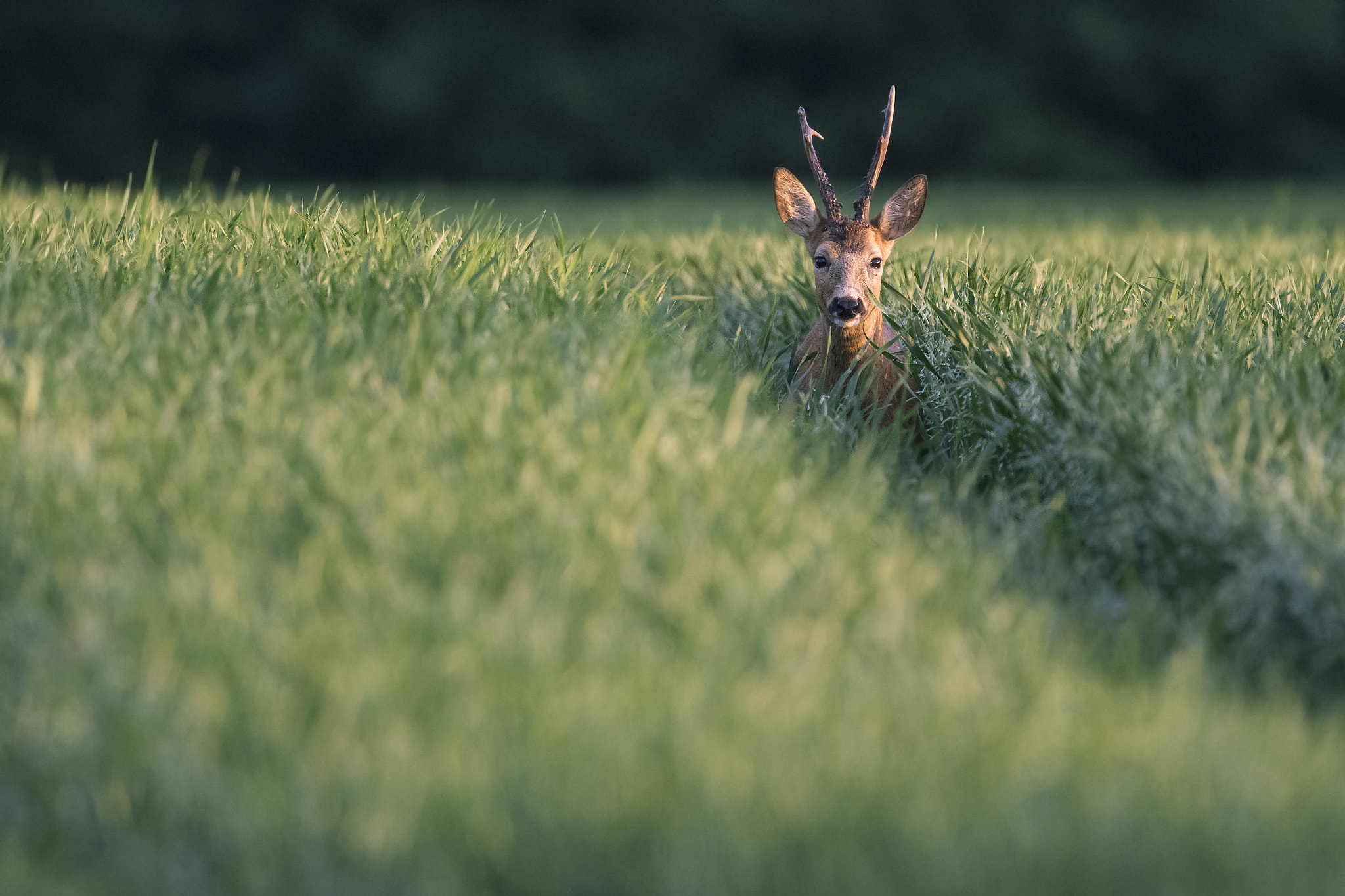 Canon EF 300mm F2.8L IS II USM sample photo. Roe deer photography