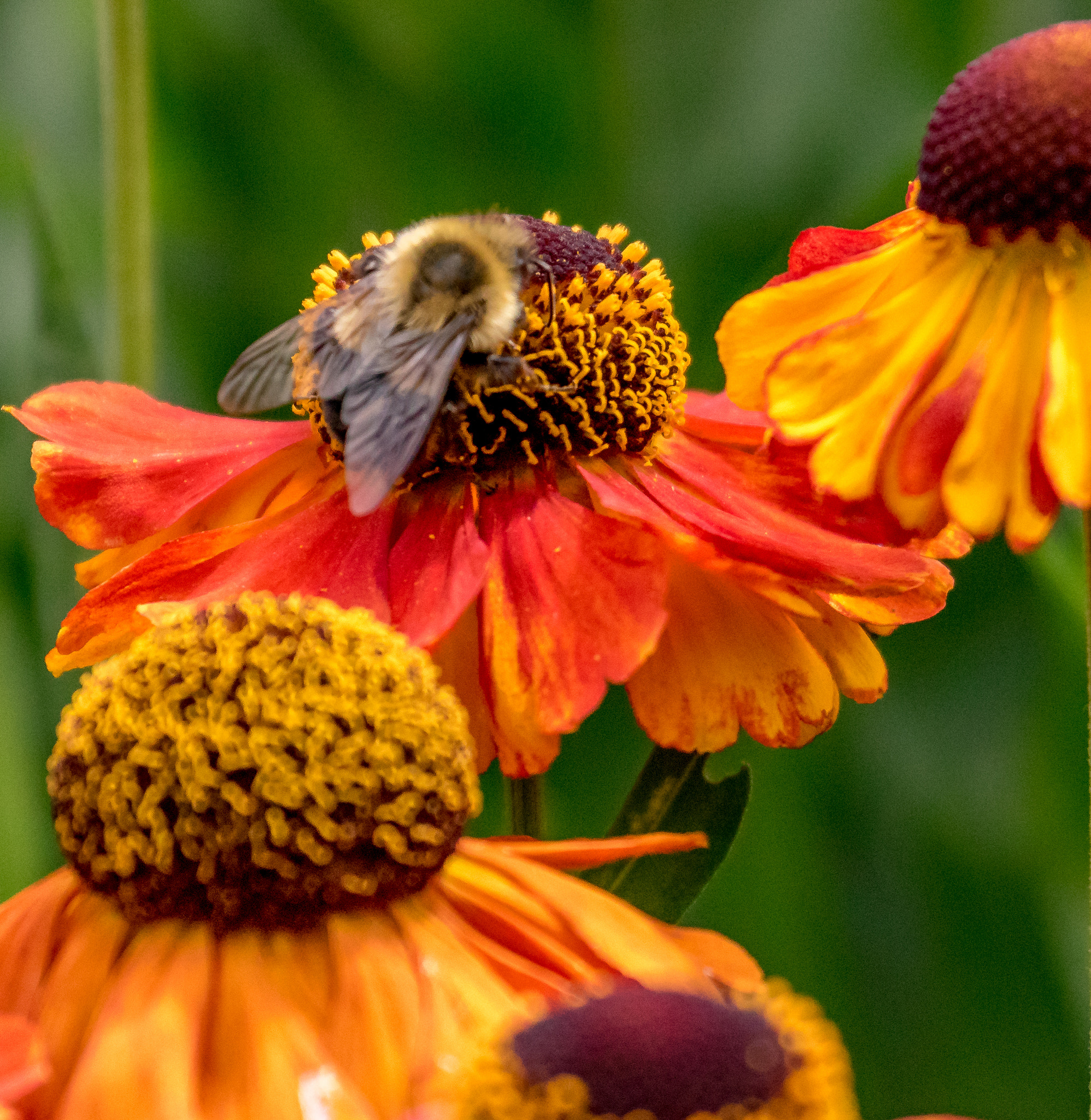 Canon EF 100-400mm F4.5-5.6L IS USM sample photo. Beauty and the bee photography
