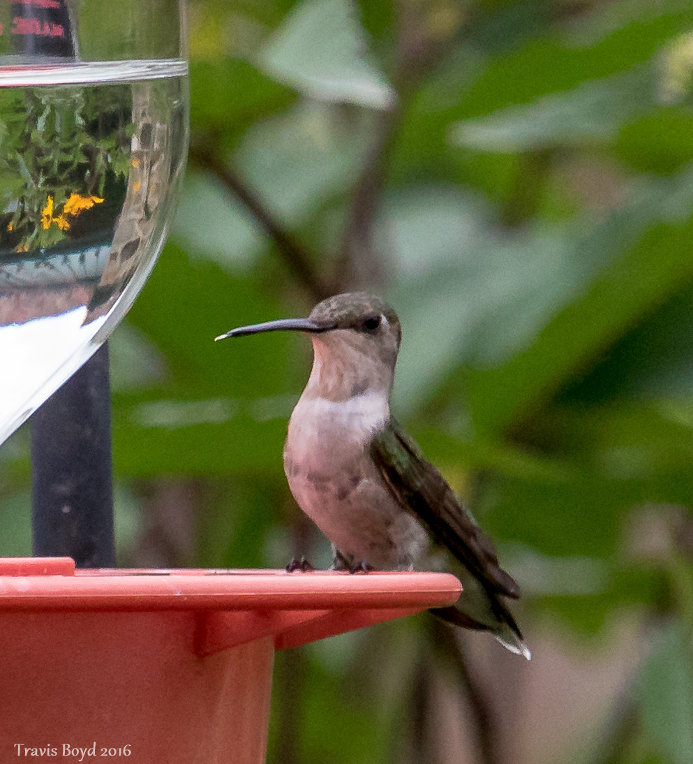 Canon EF 100-400mm F4.5-5.6L IS USM sample photo. Tongue of a hummingbird photography
