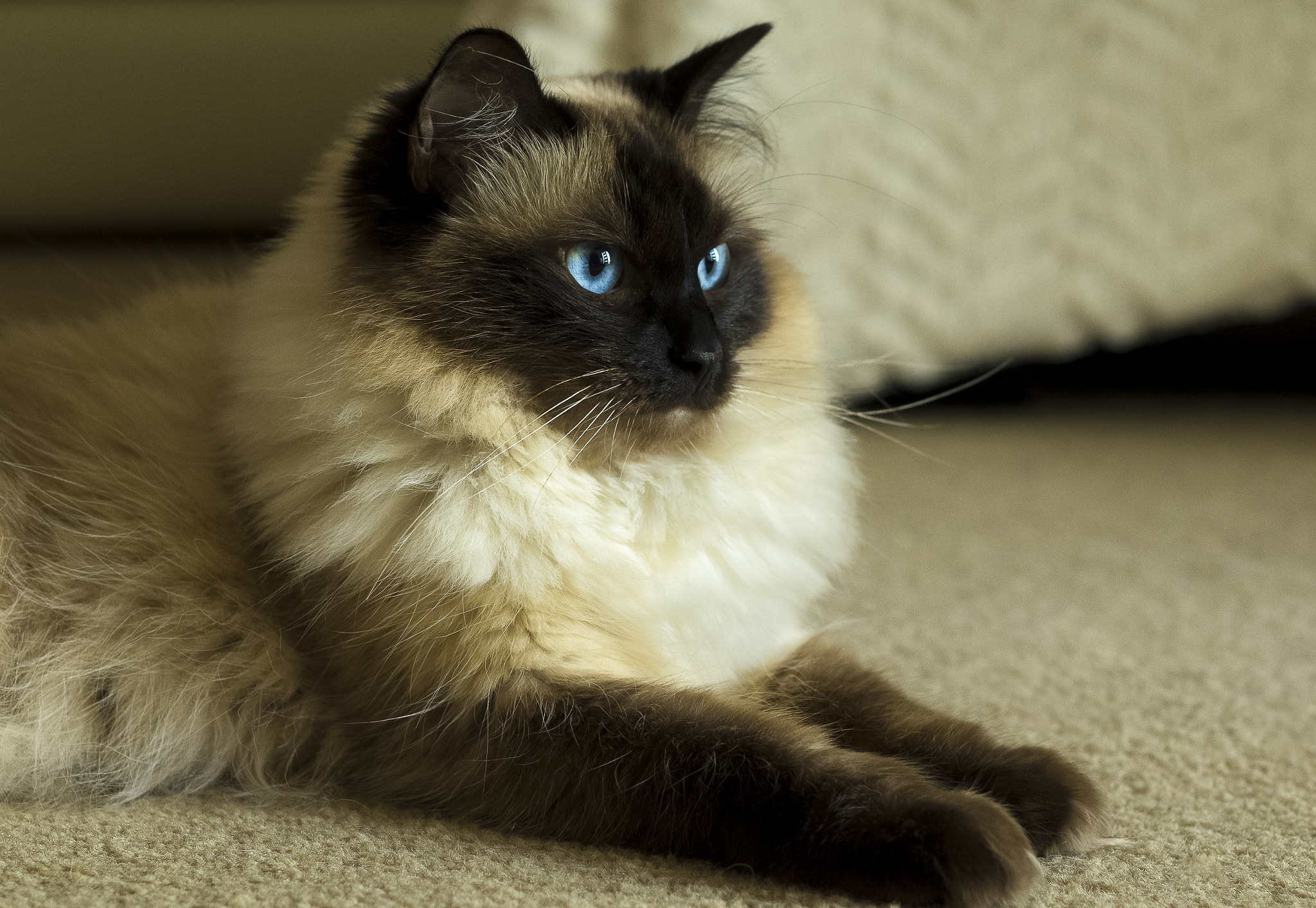 Canon EOS 7D Mark II + Canon EF 50mm F1.8 II sample photo. Ragdoll lioness photography