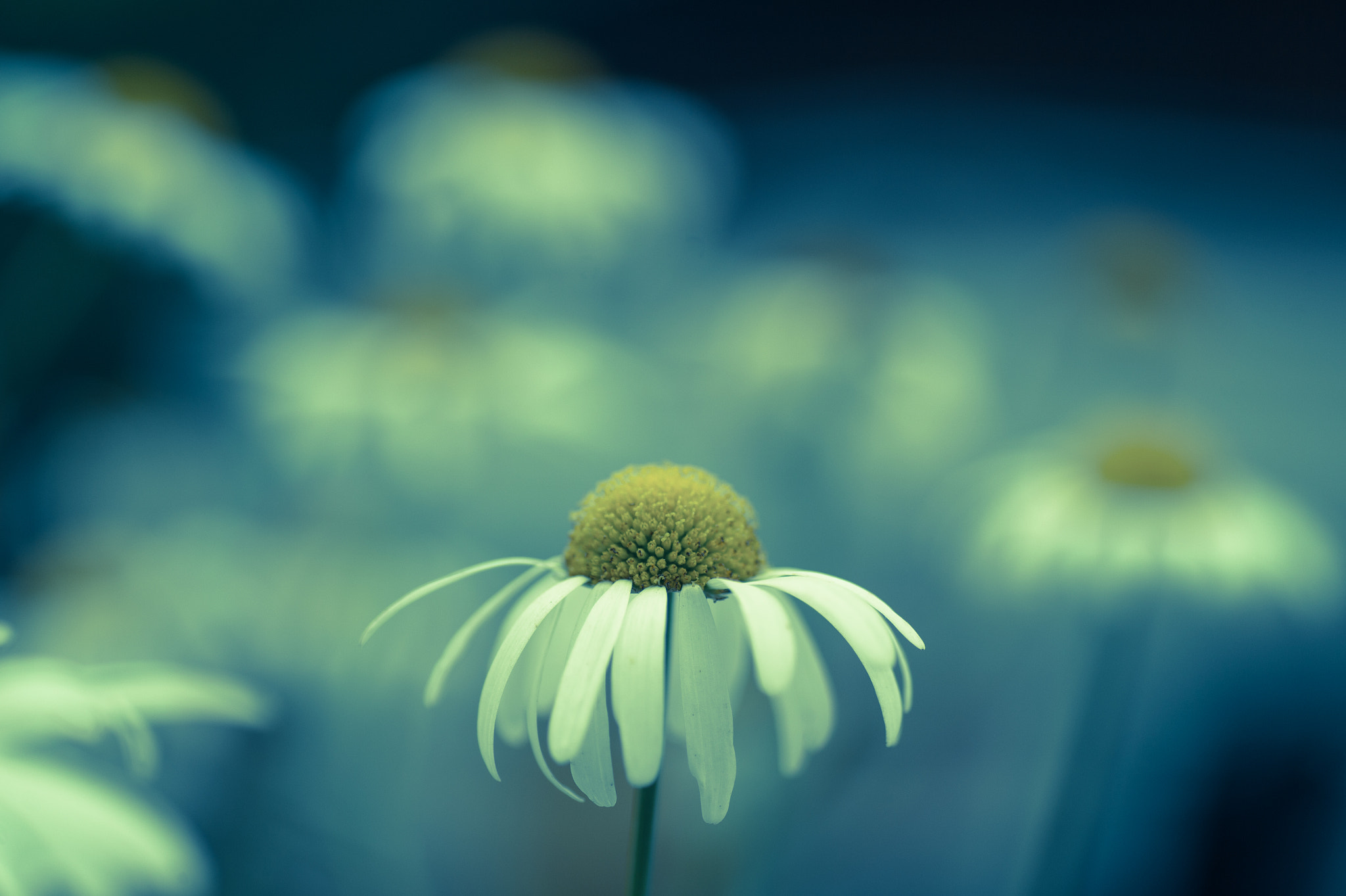 Nikon Df sample photo. Dim photography