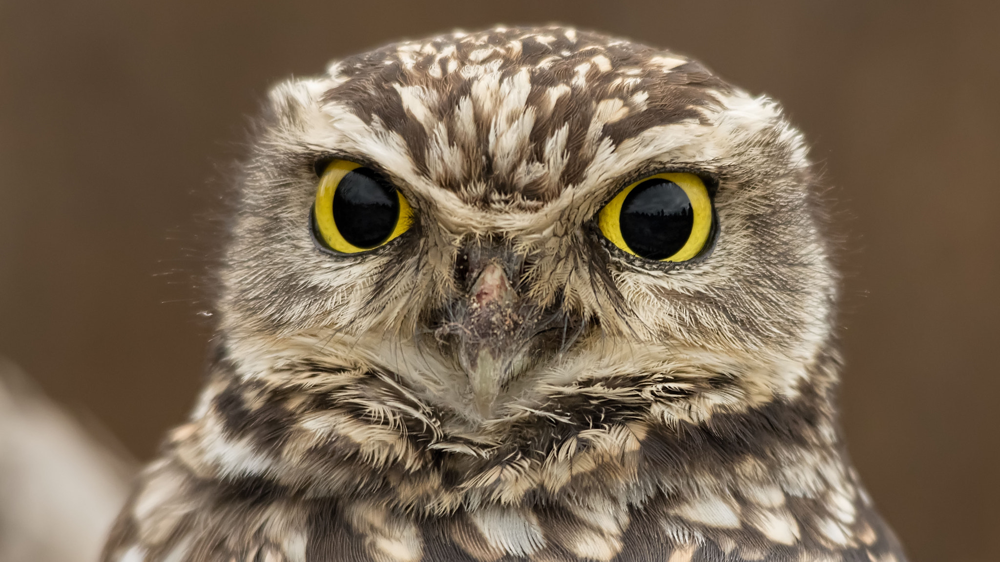 Sigma 150-500mm F5-6.3 DG OS HSM sample photo. Big yellow eyes photography