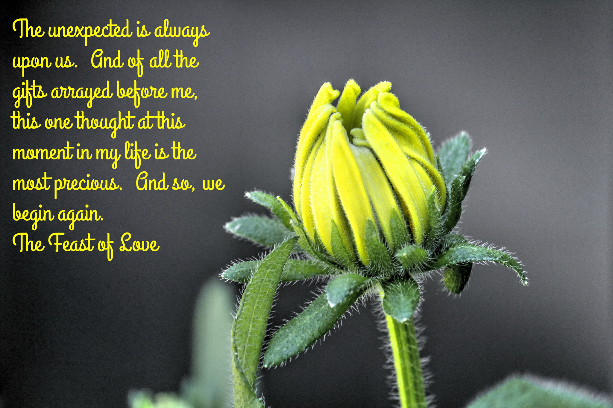 Canon EOS 100D (EOS Rebel SL1 / EOS Kiss X7) sample photo. Feast of love photography