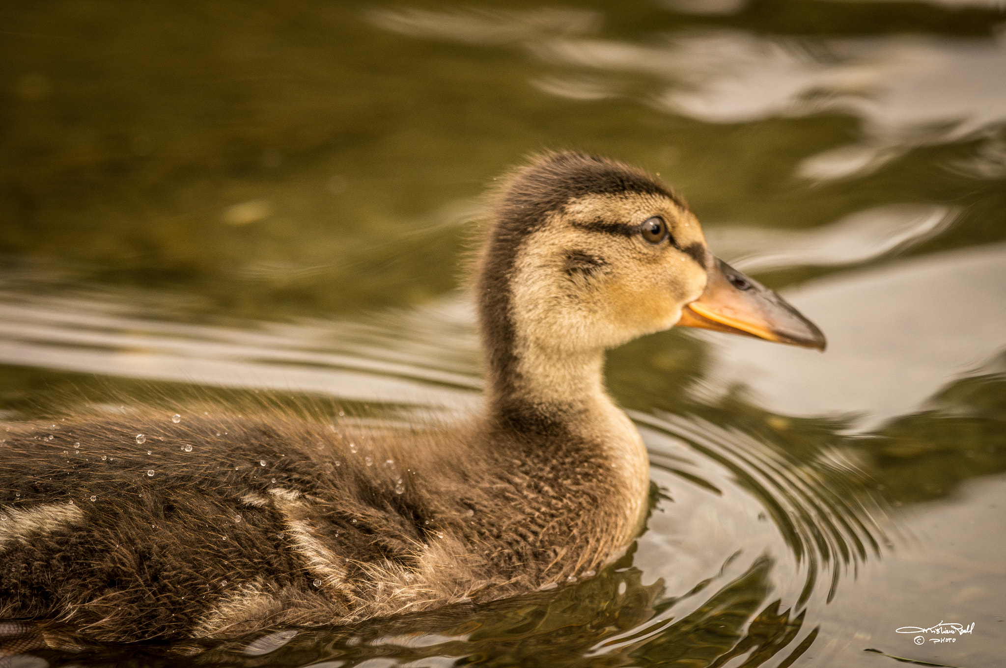 Sony 70-300mm F4.5-5.6 G SSM sample photo. Duckling photography