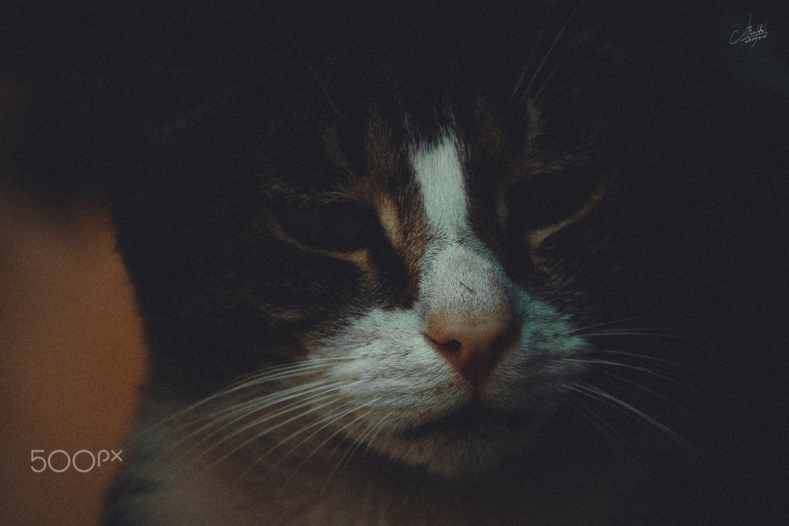 Canon EOS 450D (EOS Rebel XSi / EOS Kiss X2) sample photo. Vintage cat photography