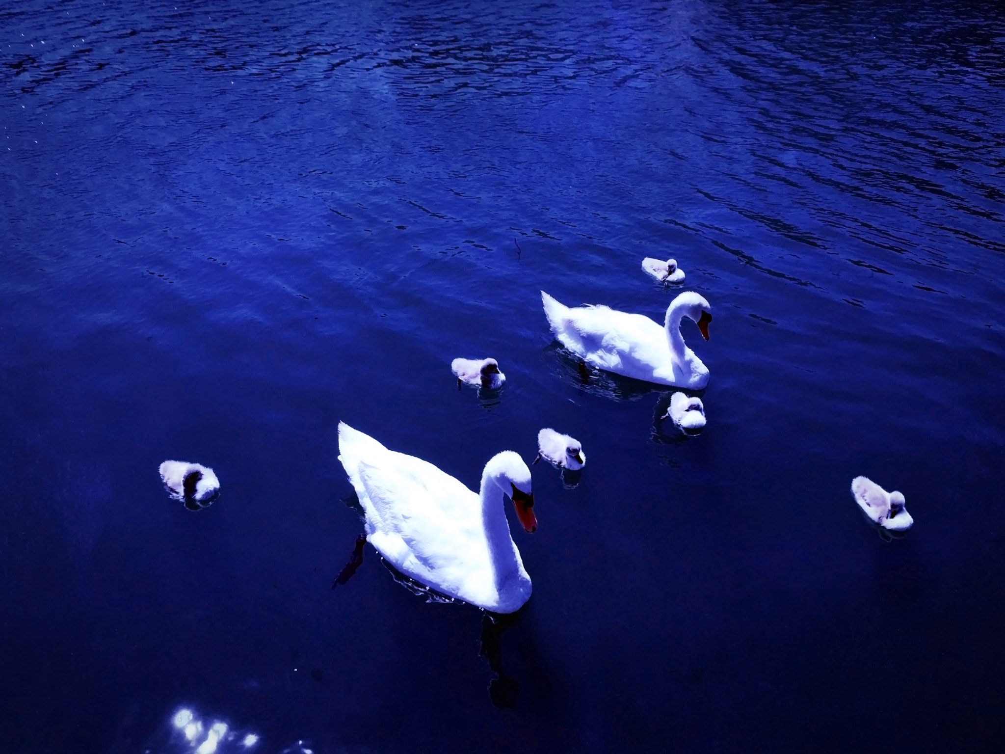 Hipstamatic 314 sample photo. Swans lb photography