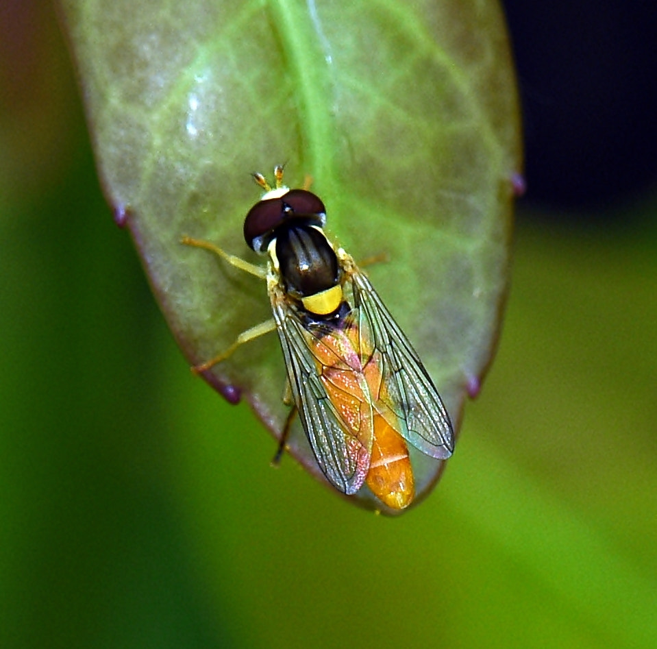 Tamron SP 70-200mm F2.8 Di VC USD sample photo. Syrphid photography