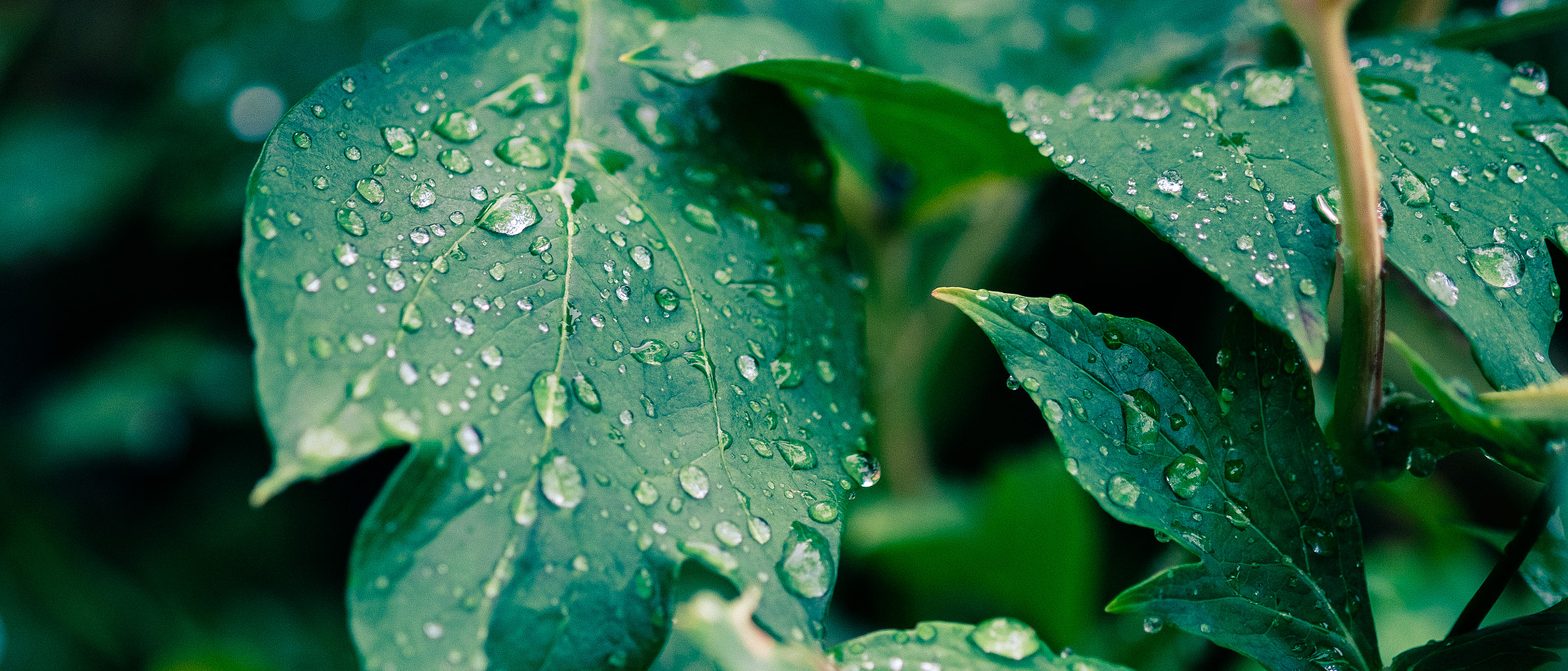 Fujifilm X-Pro2 + Fujifilm XF 60mm F2.4 R Macro sample photo. Just like raindrops photography