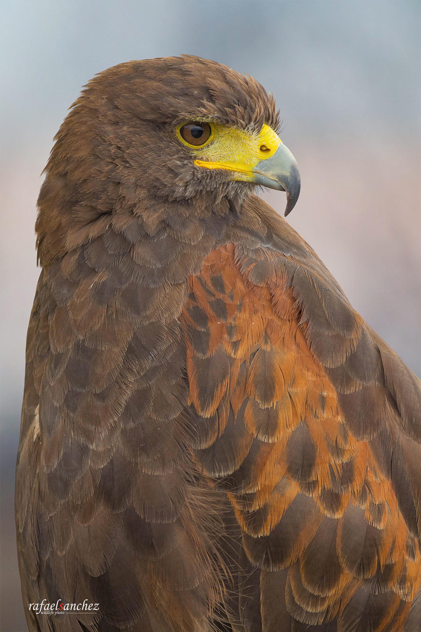 Canon EOS M + Canon EF 400mm F5.6L USM sample photo. Aguila harris - harris's hawk photography