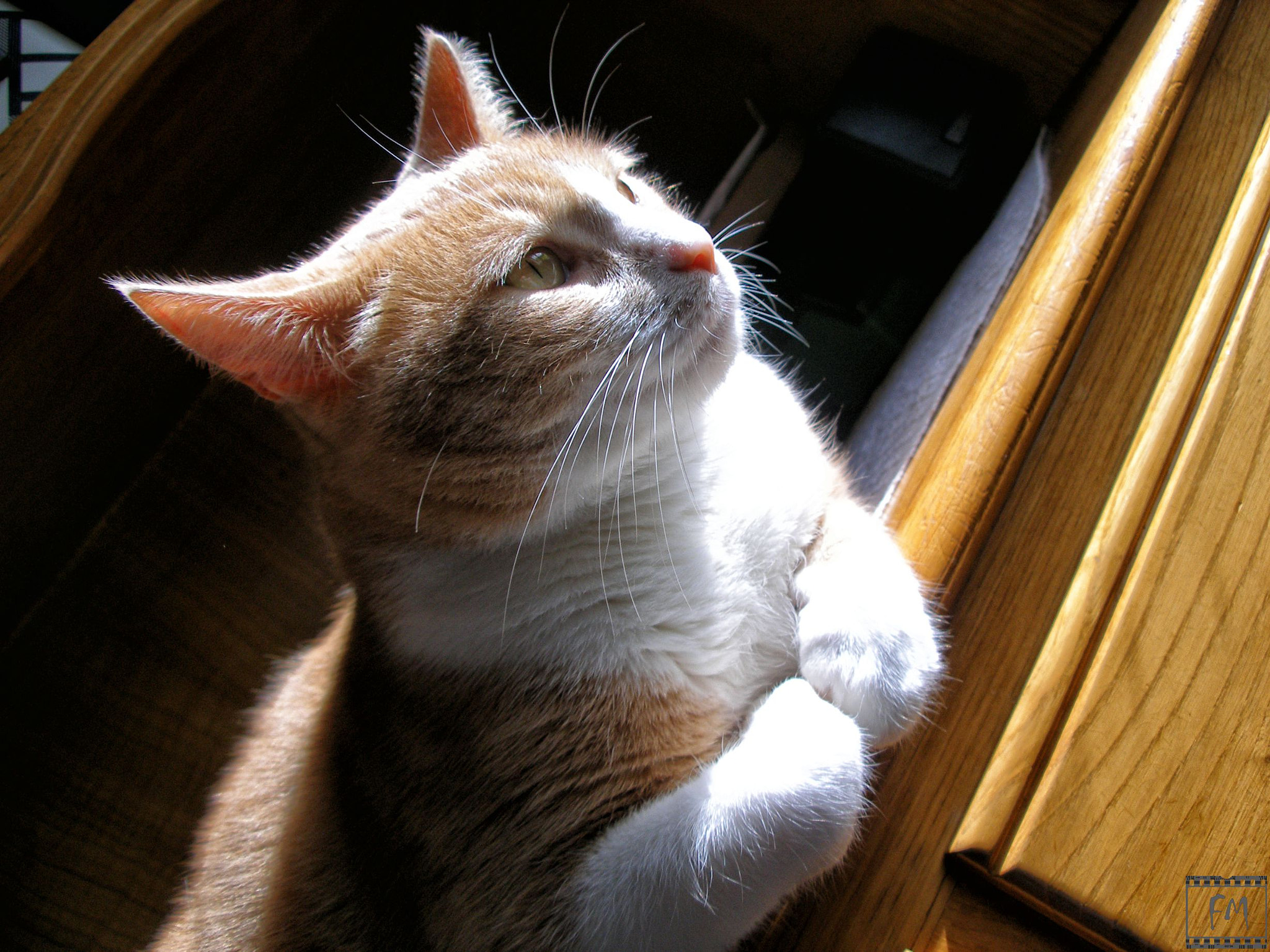 Olympus C70Z,C7000Z sample photo. Cat photography
