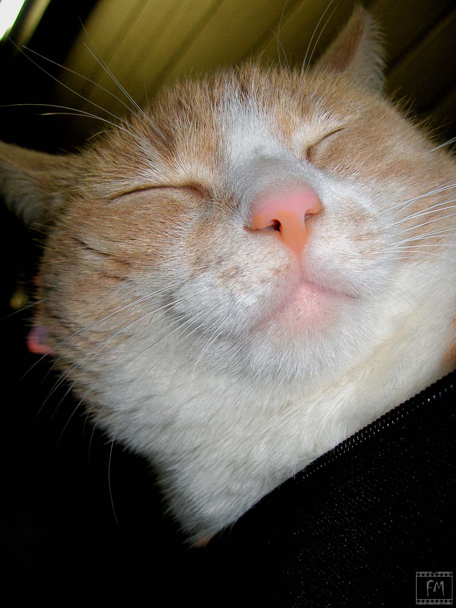 Olympus C70Z,C7000Z sample photo. Cat photography