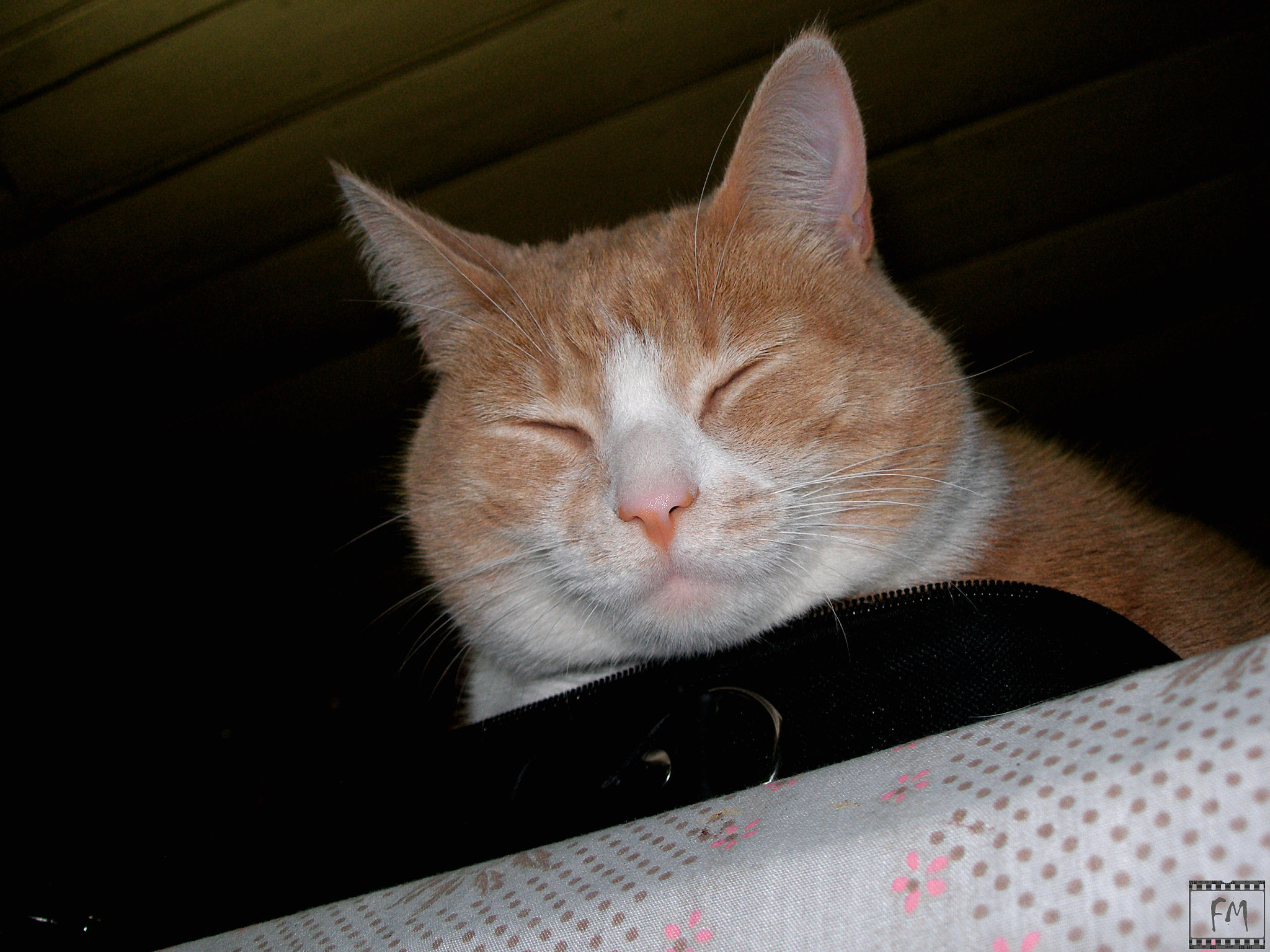 Olympus C70Z,C7000Z sample photo. Cat photography