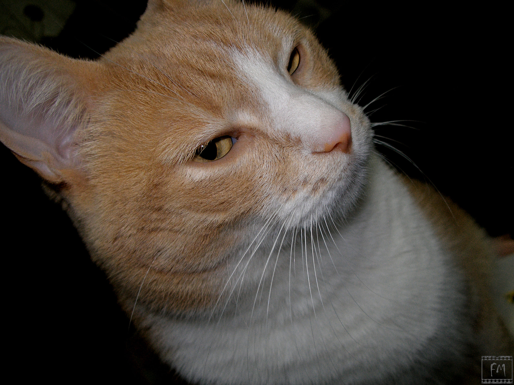 Olympus C70Z,C7000Z sample photo. Cat photography