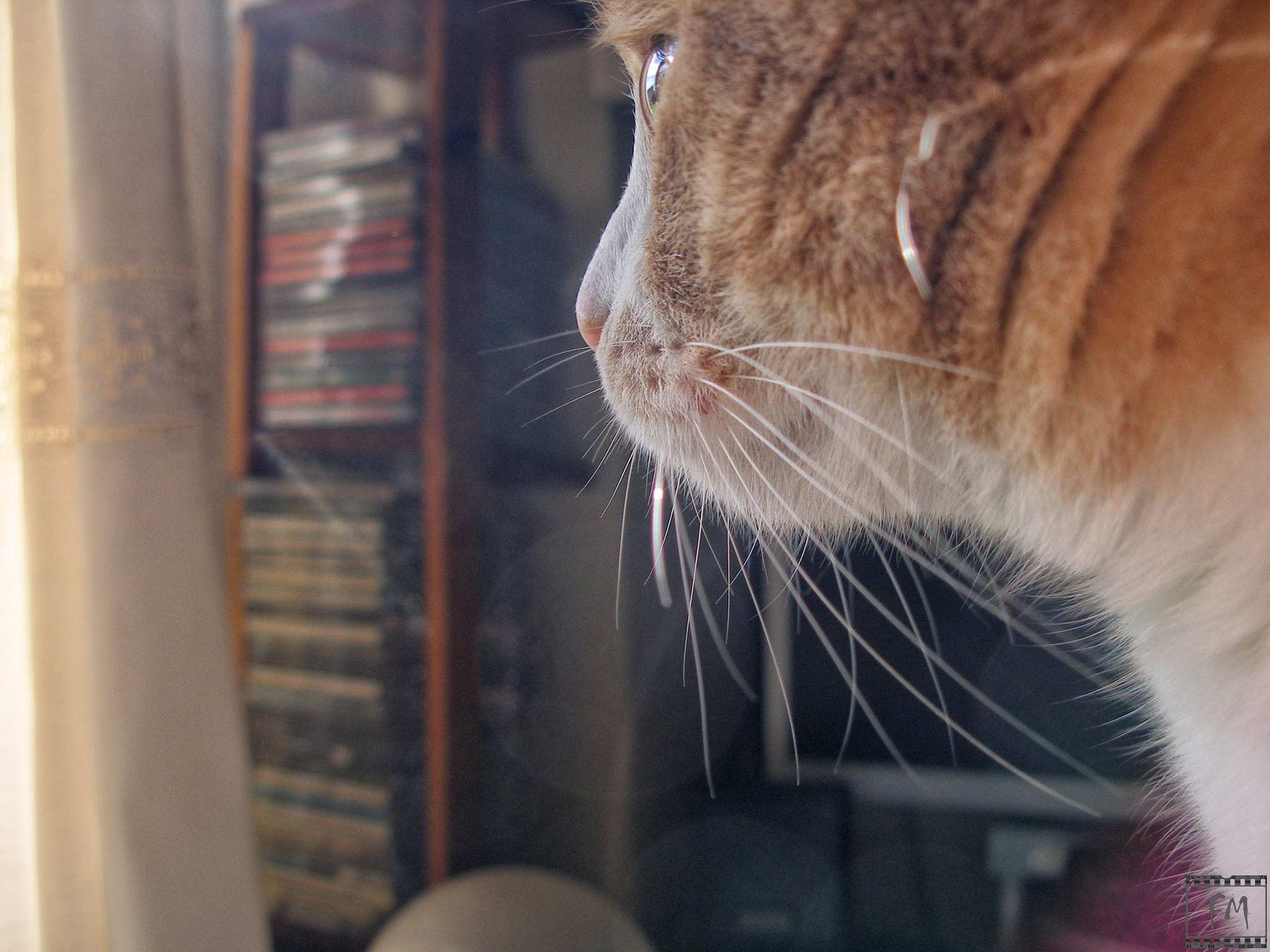 Olympus C70Z,C7000Z sample photo. Cat photography